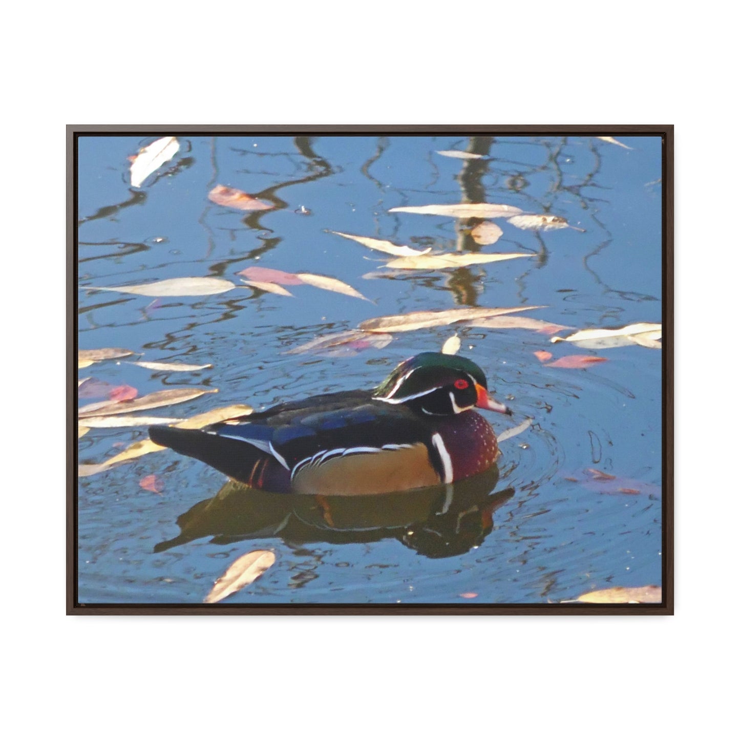 Autumn Wood Duck Gallery Canvas Wraps Framed