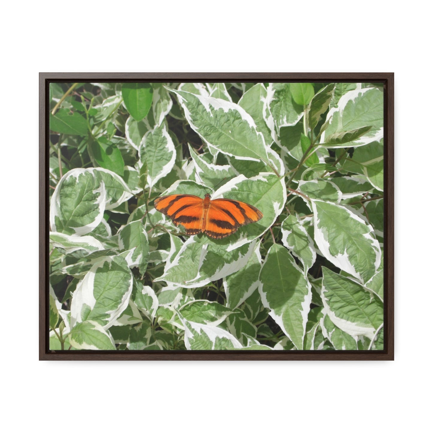 Leaves & Butterfly Gallery Canvas Wraps Framed