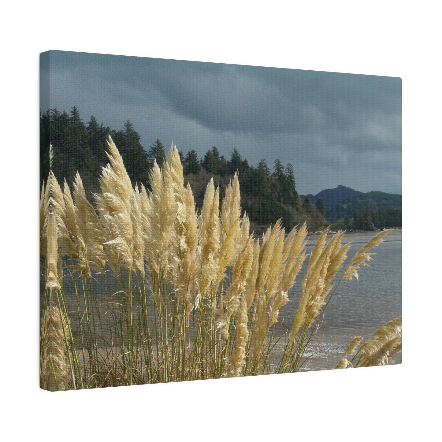 Golden Coastal Pampas Matte Canvas