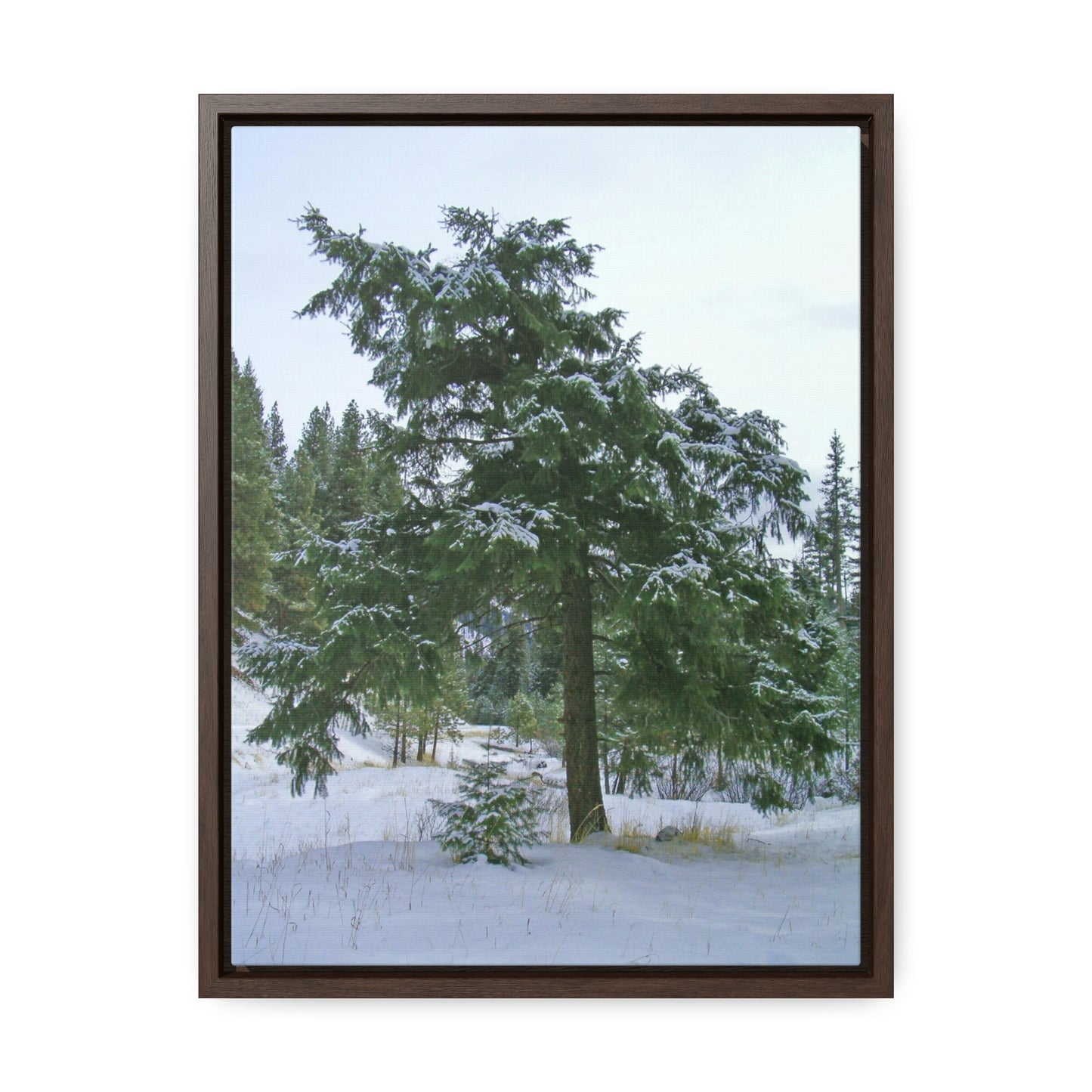 Winter Protector Gallery Canvas Wraps Framed