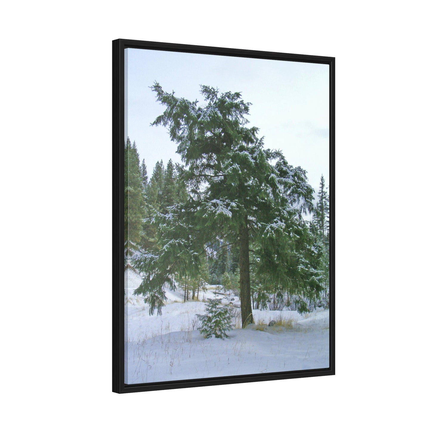 Winter Protector Gallery Canvas Wraps Framed