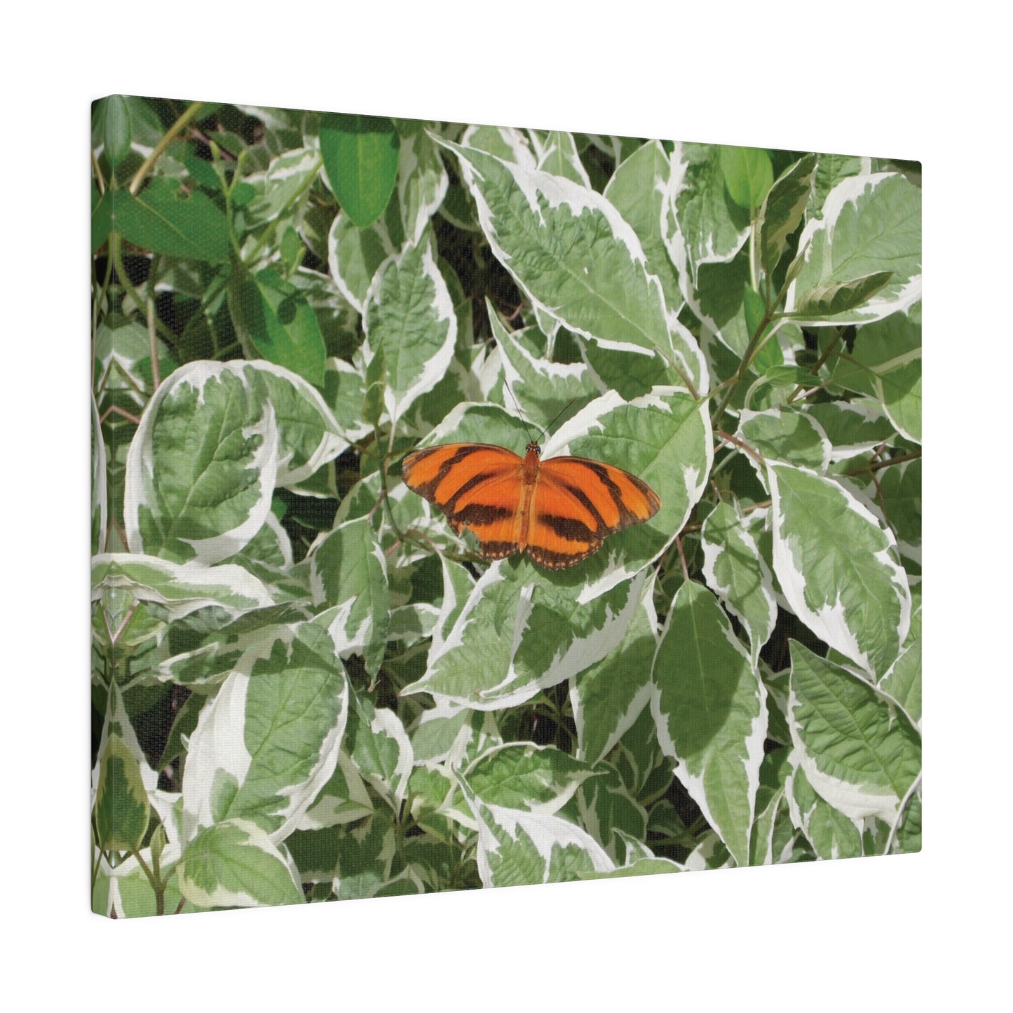 Leaves & Butterfly Matte Canvas