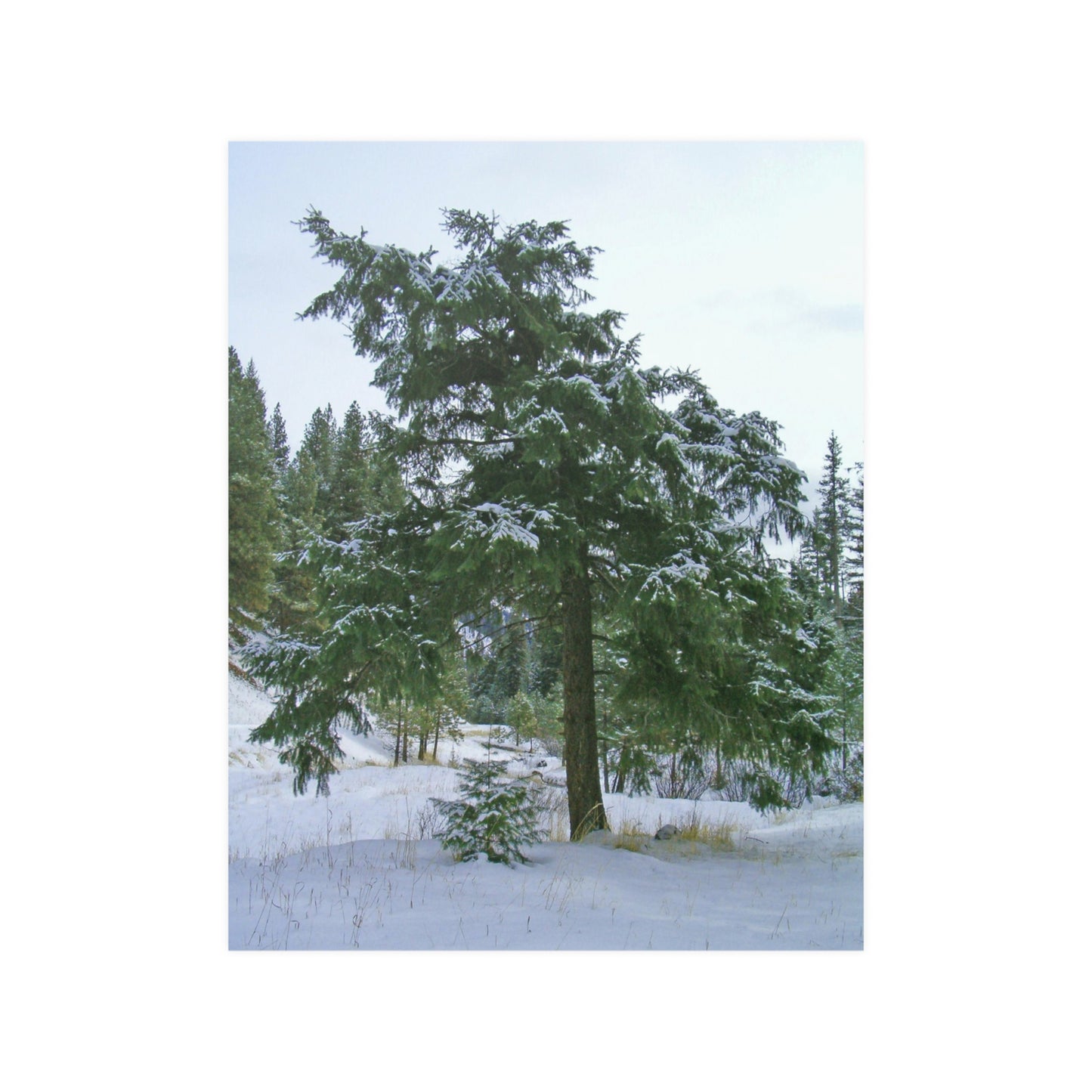 Winter Protector Satin Posters