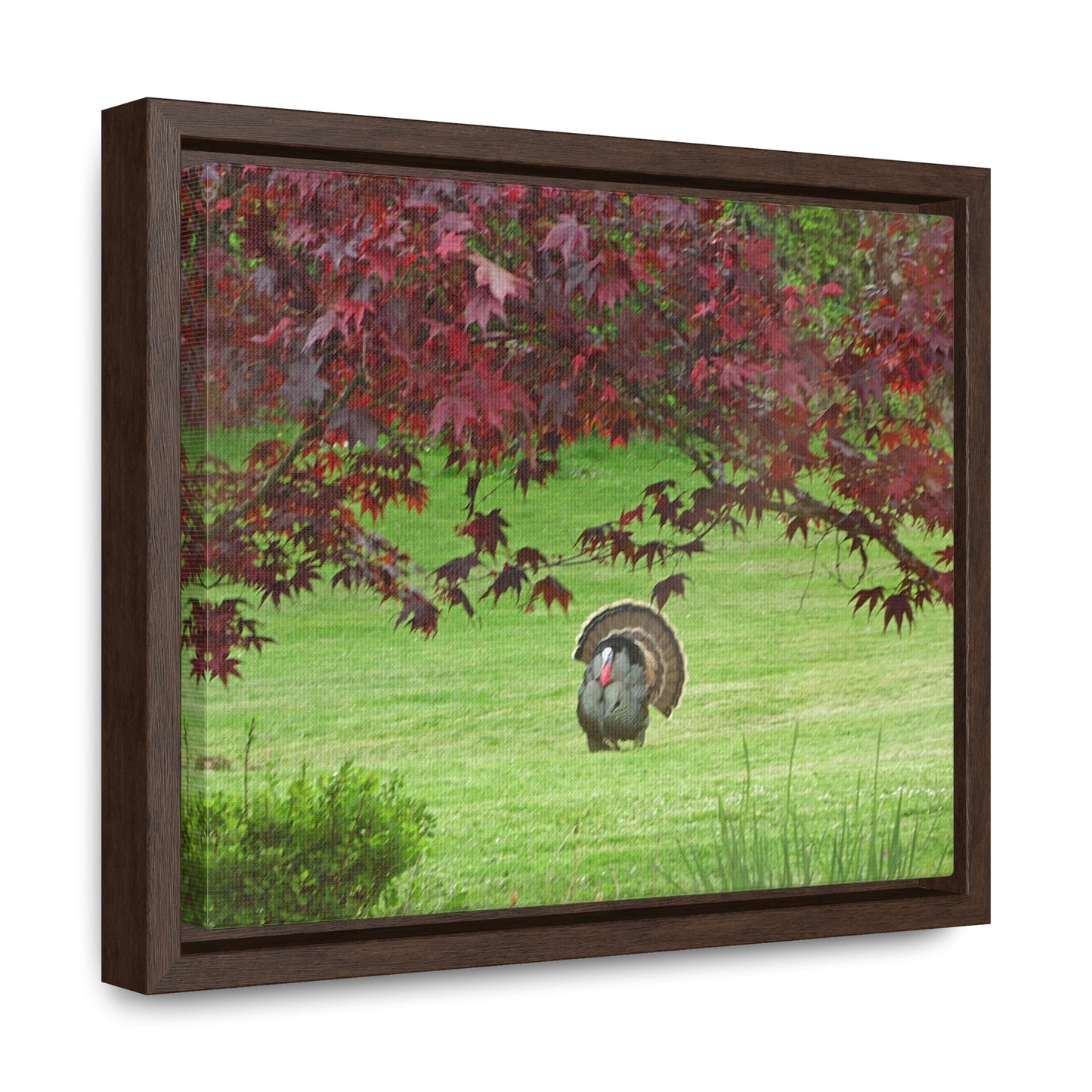 Autumn Turkey Gallery Canvas Wraps Framed