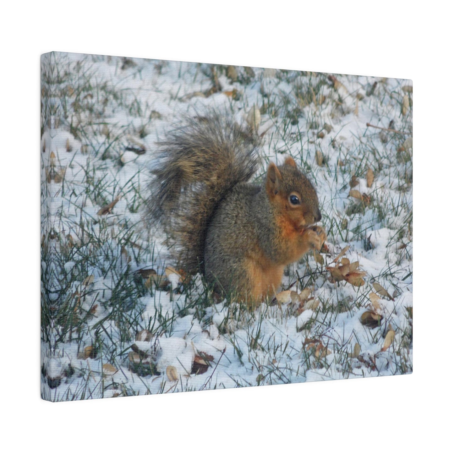 Winter Squirrel Matte Canvas