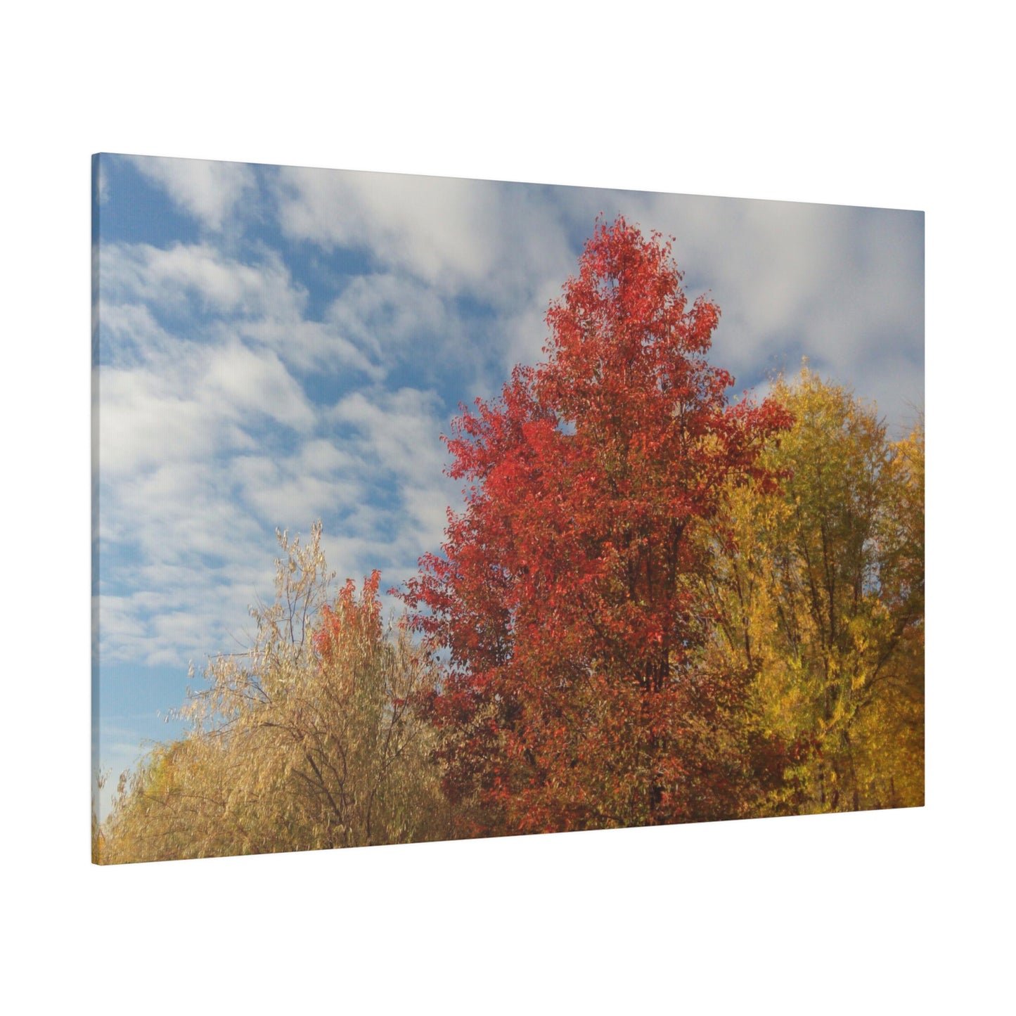 Autumn Sky Matte Canvas