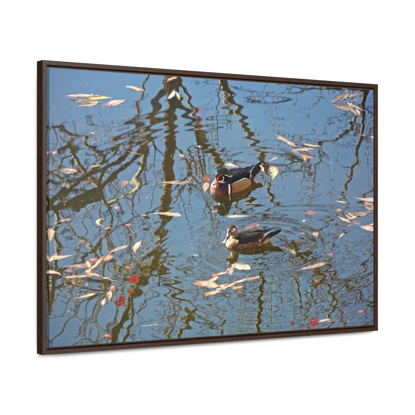 Wood Duck Couple Gallery Canvas Wraps Framed
