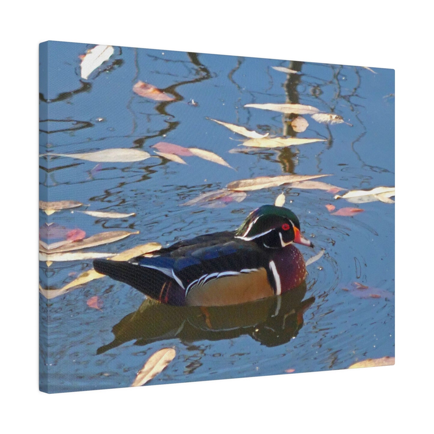 Autumn Wood Duck Matte Canvas