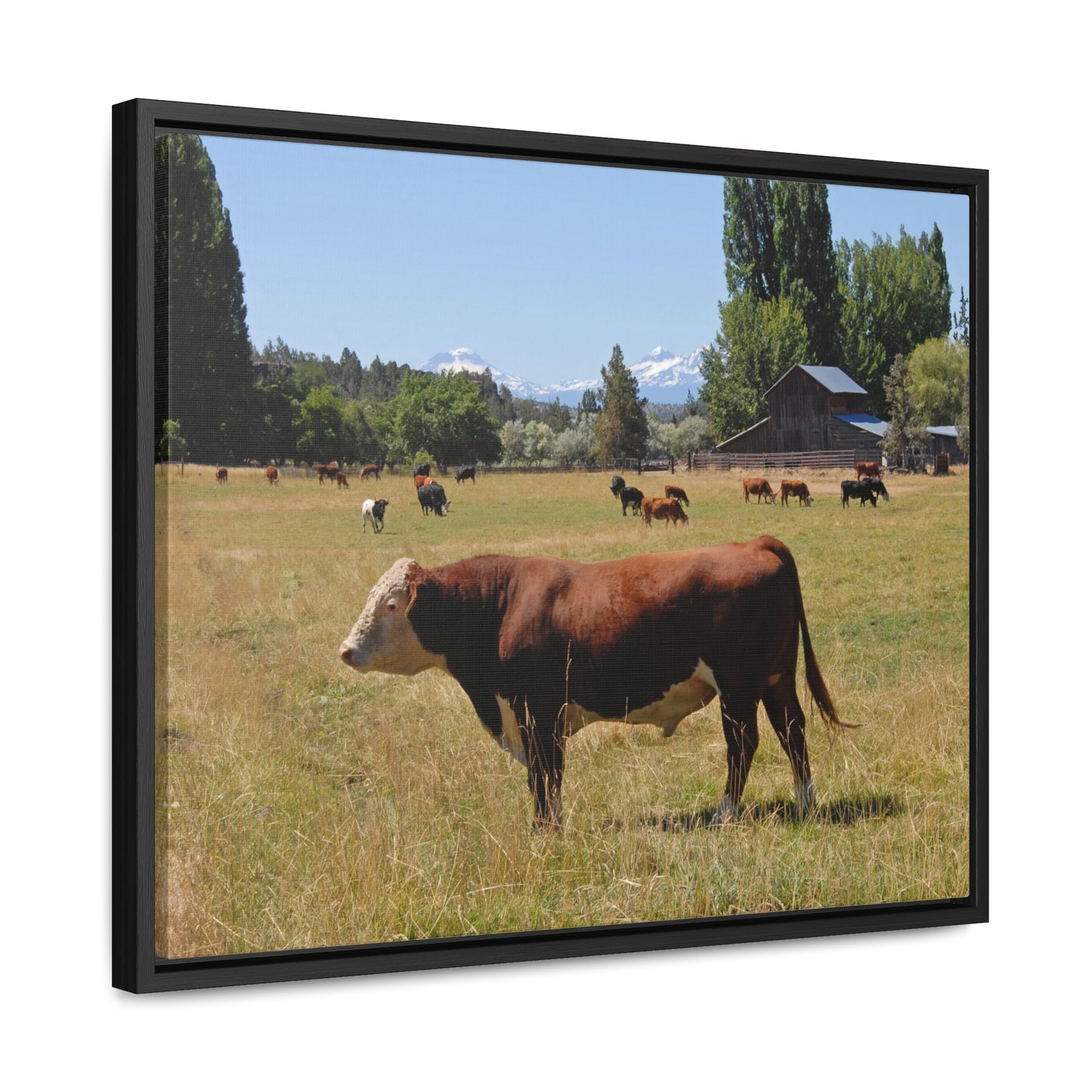 King Of The Pasture Gallery Canvas Wraps Framed