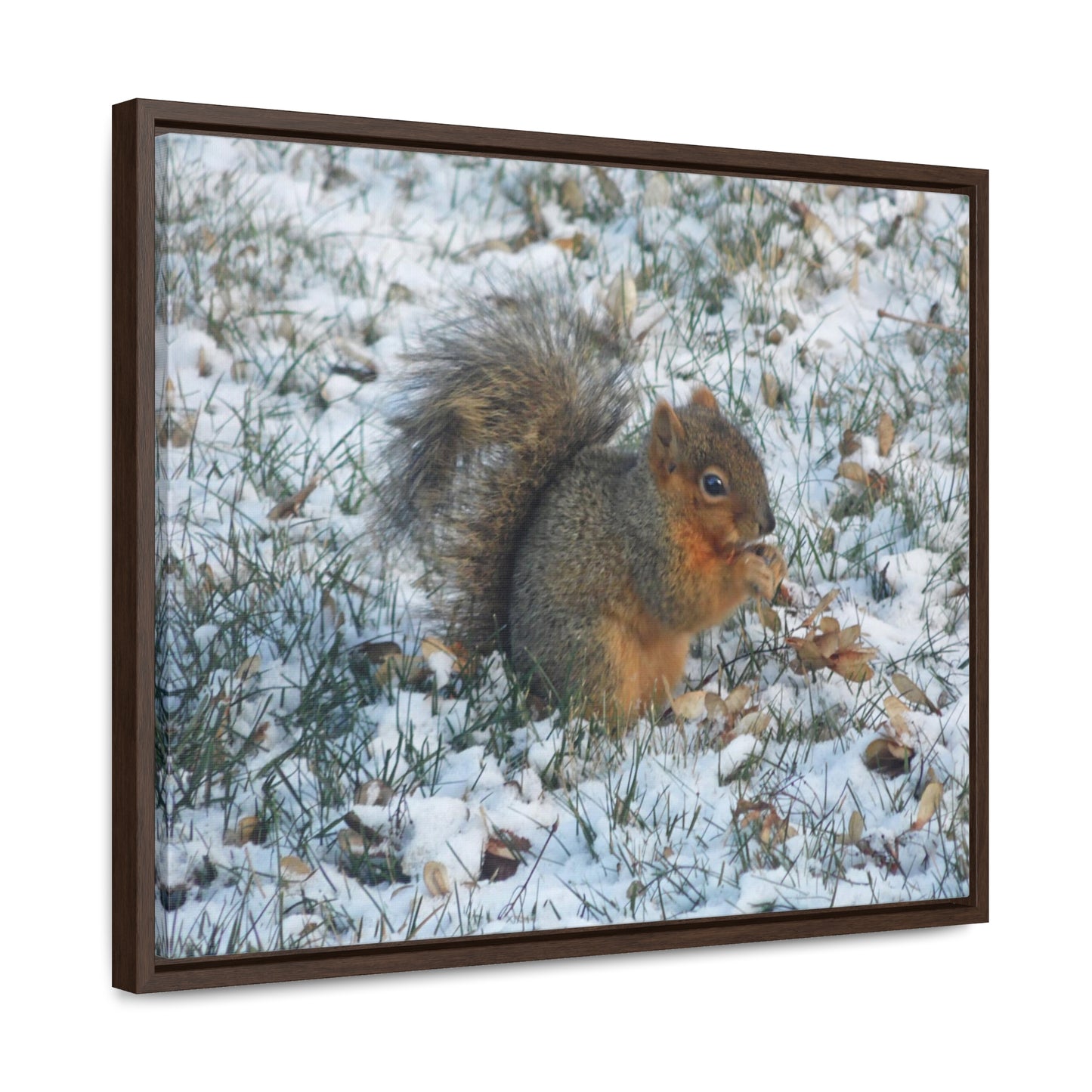 Winter Squirrel Gallery Canvas Wraps Framed