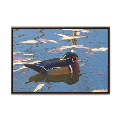 Autumn Wood Duck Gallery Canvas Wraps Framed