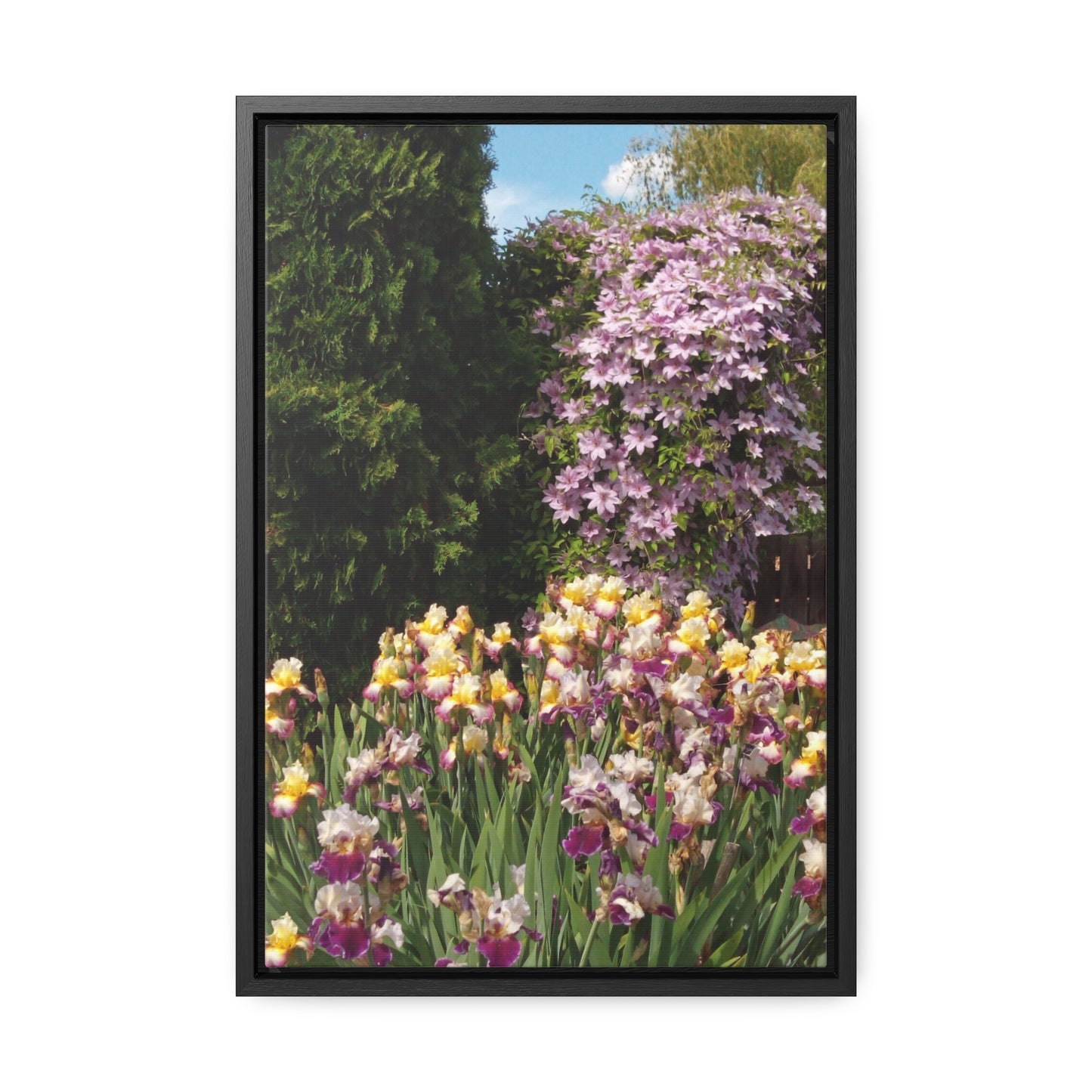 Sunny Iris Garden Gallery Canvas Wraps Framed