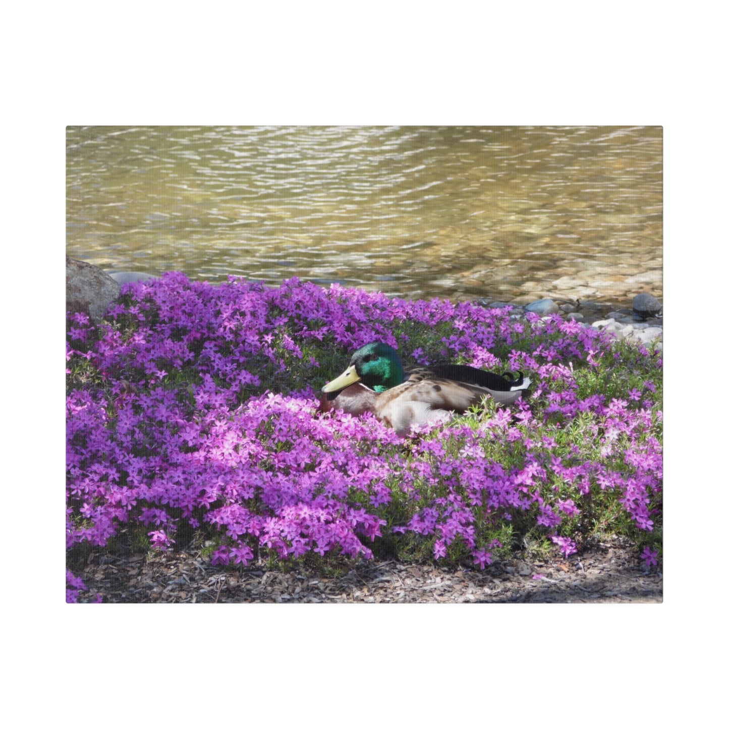 Duck Resting In Flowers Matte Canvas