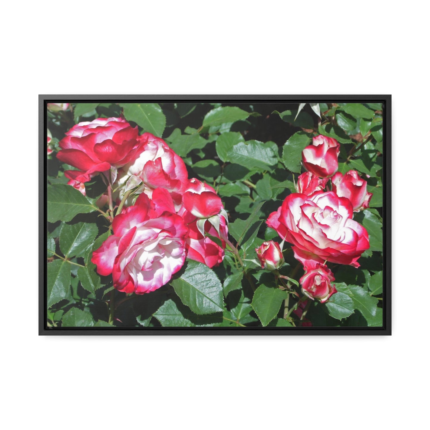 Romantic Roses Gallery Canvas Wraps Framed