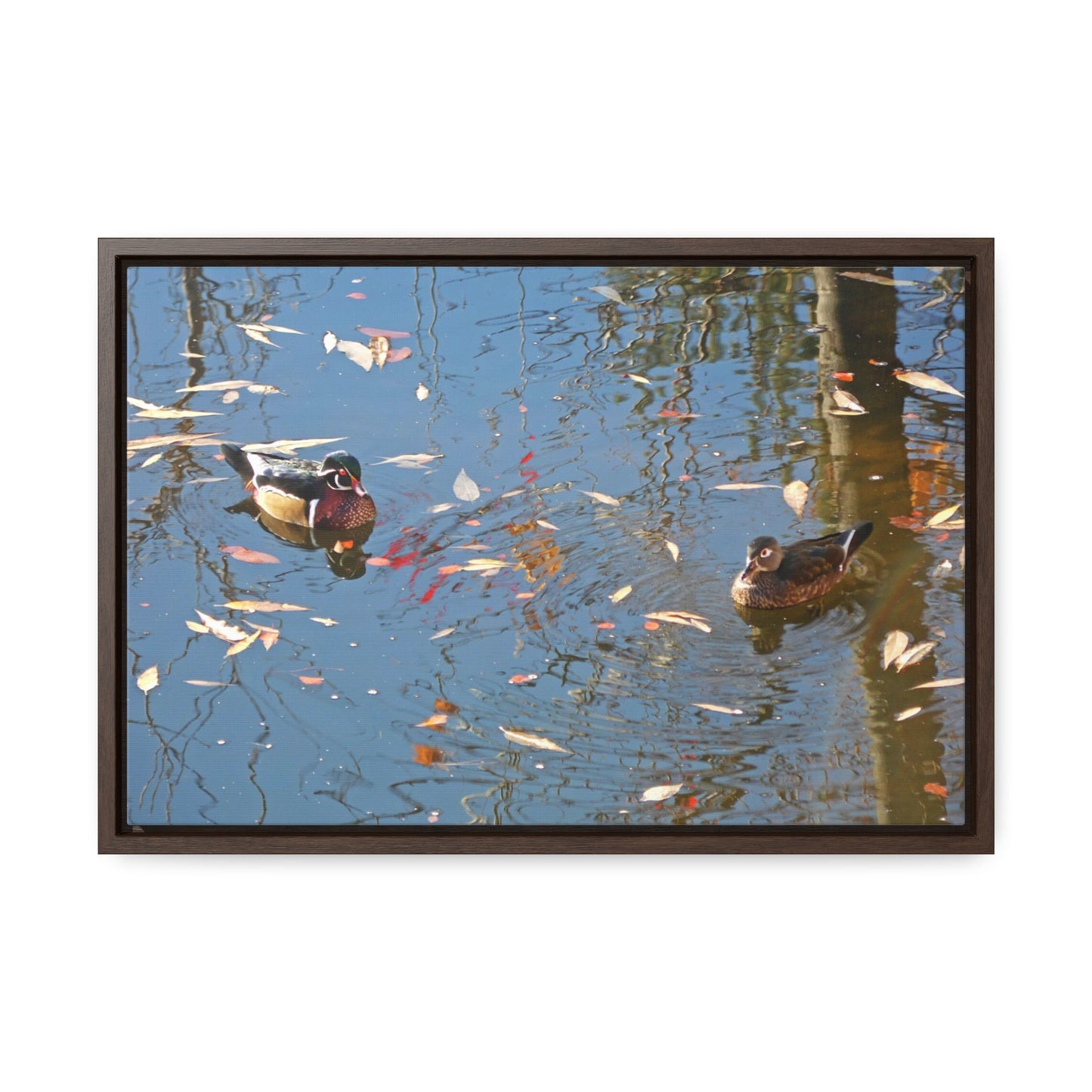 Autumn Wood Duck Couple Gallery Canvas Wraps Framed