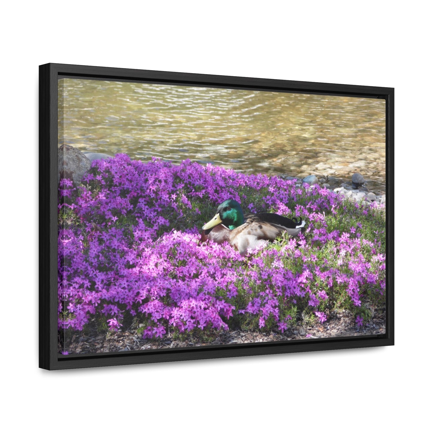 Duck Resting In Flowers Gallery Canvas Wraps Framed