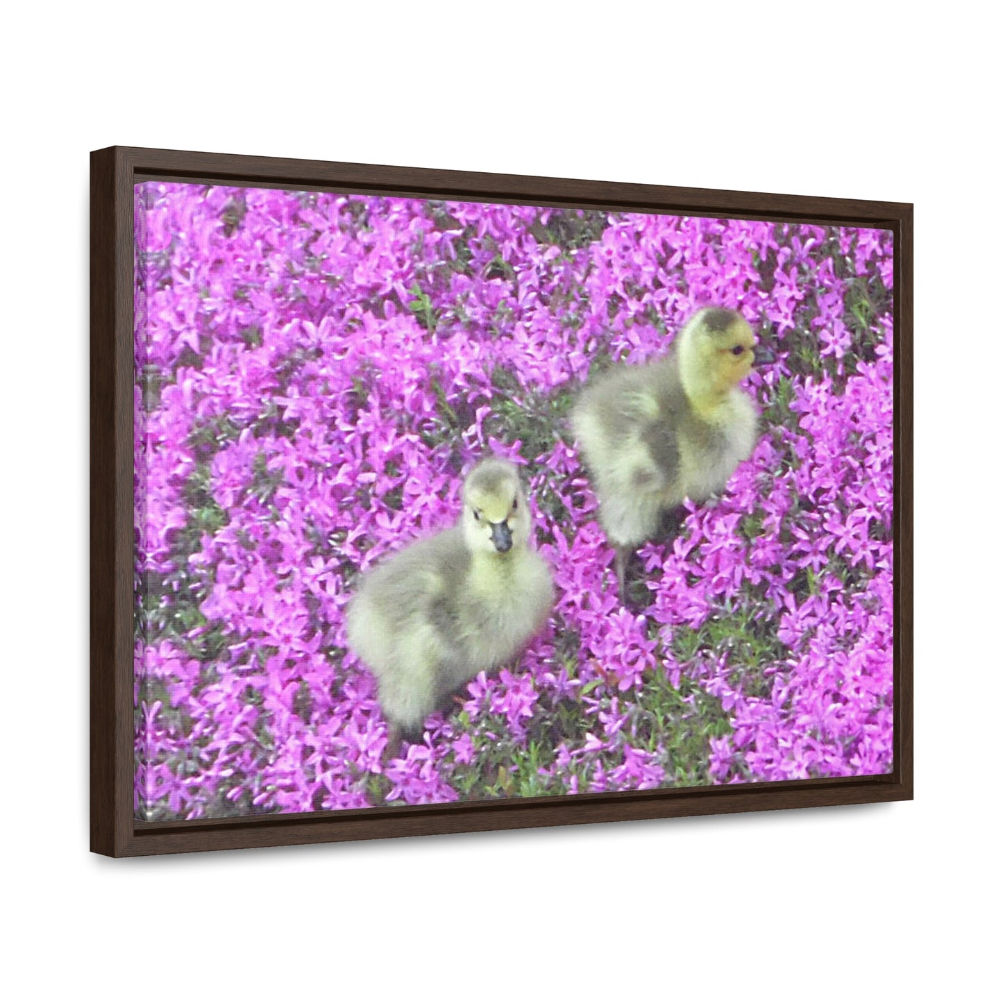 Precious Peeps Gallery Canvas Wraps Framed
