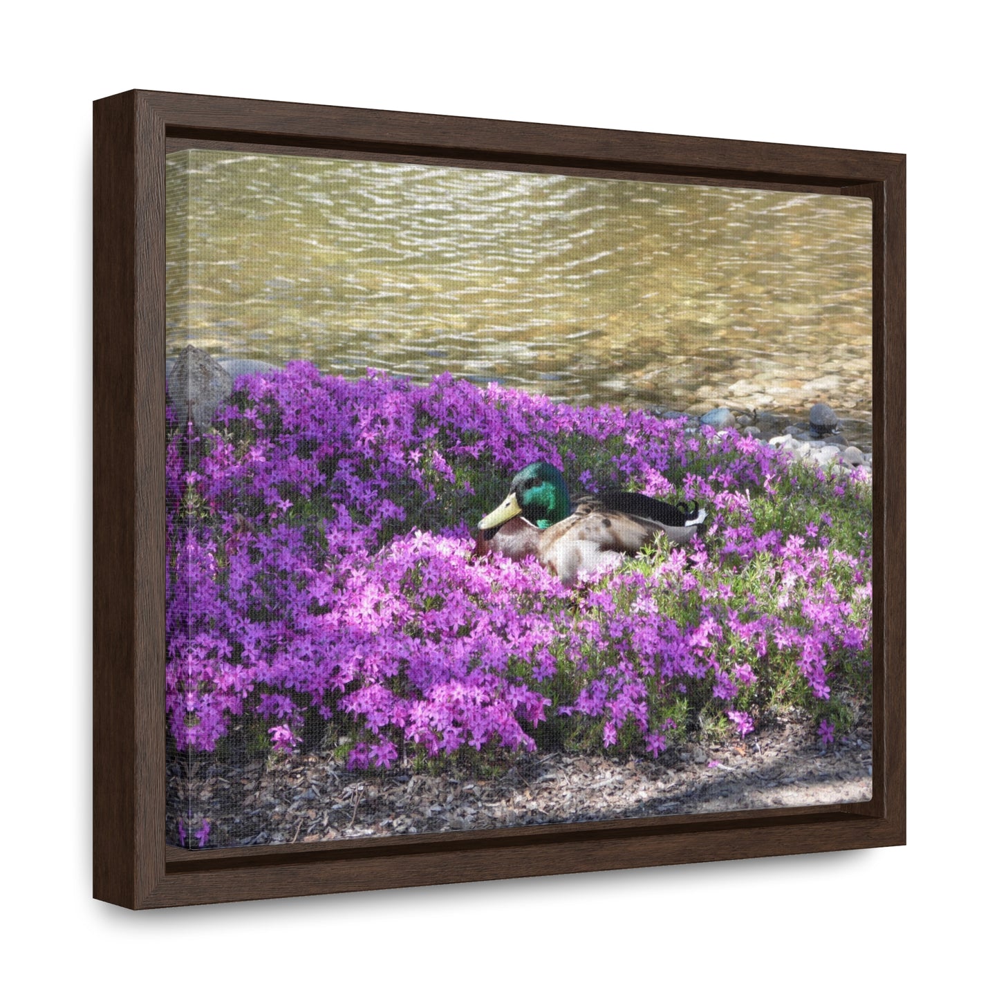 Duck Resting In Flowers Gallery Canvas Wraps Framed