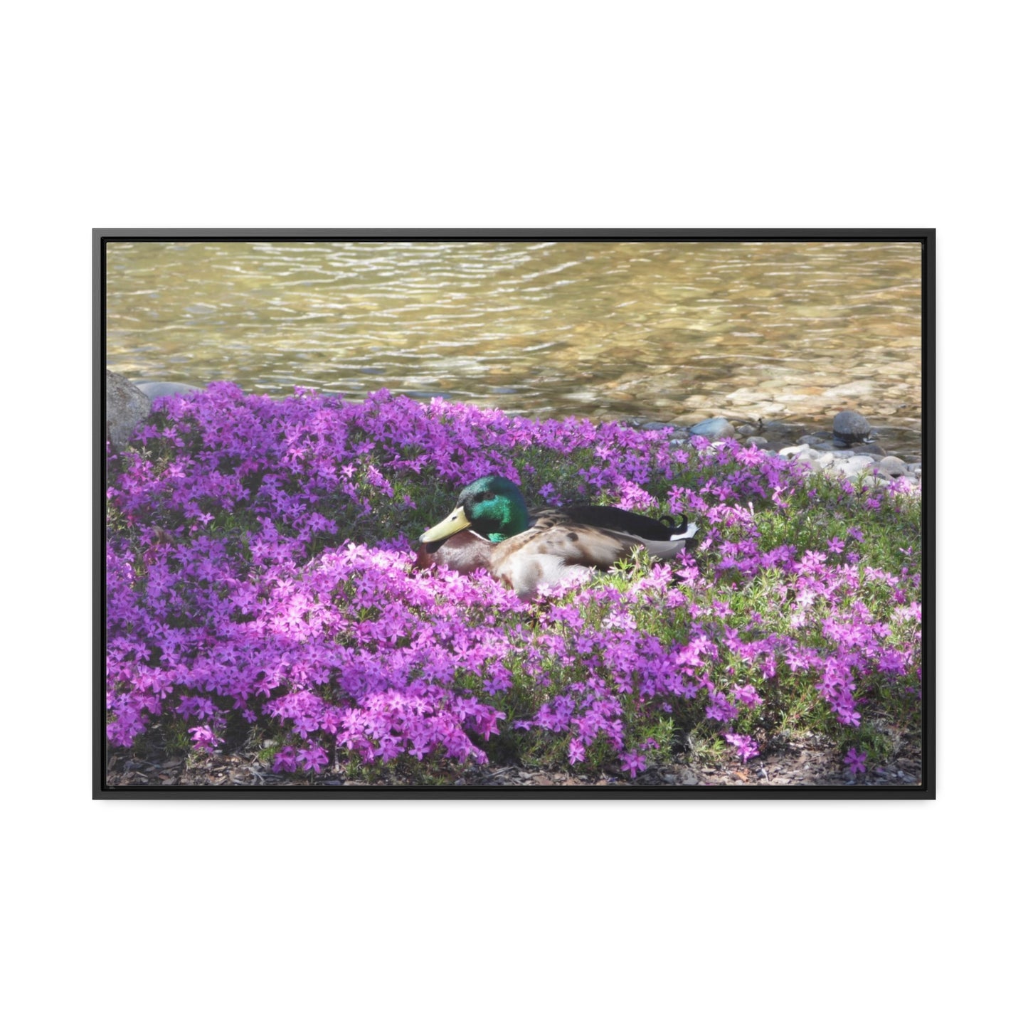 Duck Resting In Flowers Gallery Canvas Wraps Framed