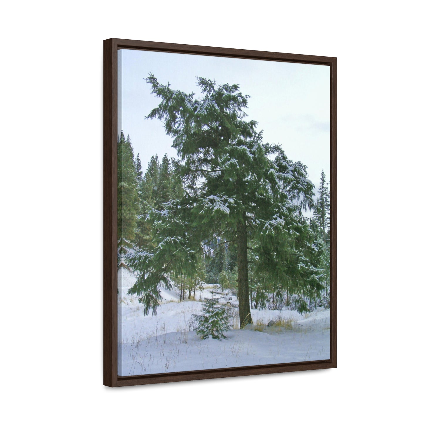 Winter Protector Gallery Canvas Wraps Framed