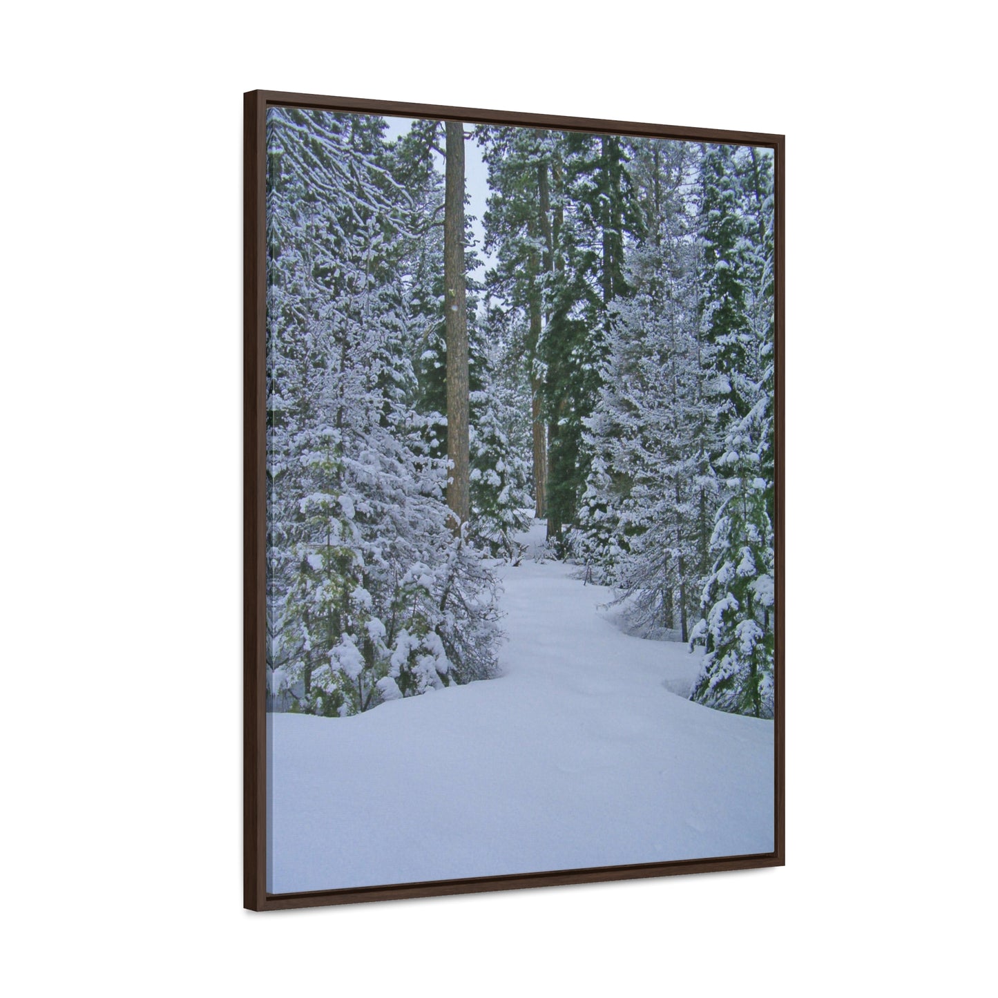 Snowy Woods Gallery Canvas Wraps Framed