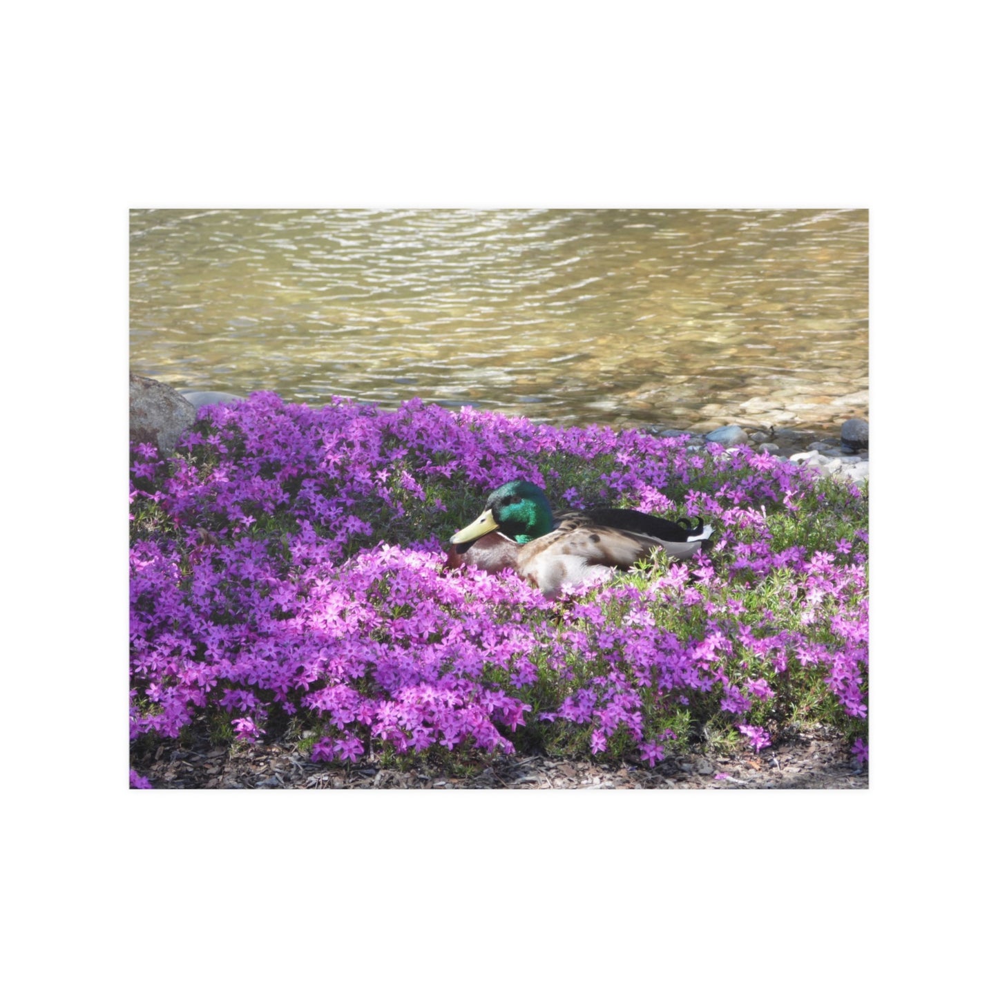 Duck Resting In Flowers Satin Posters