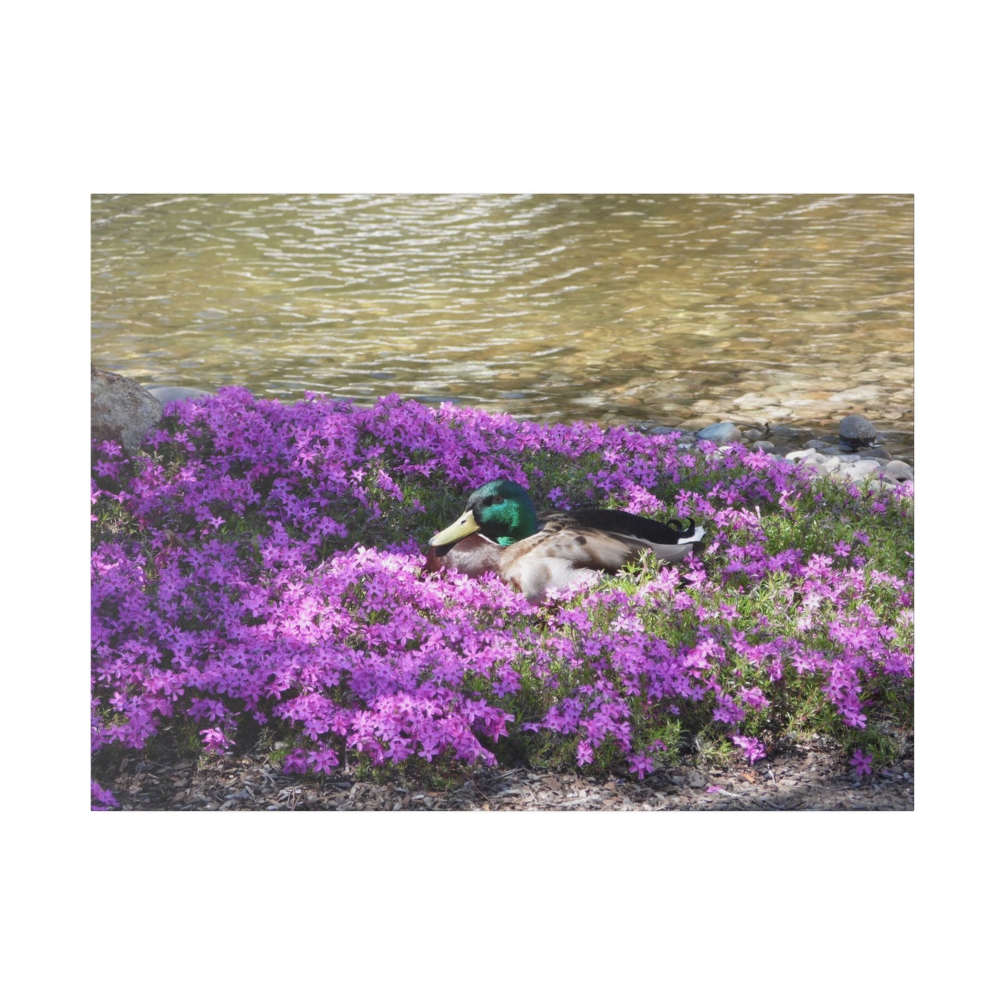 Duck Resting In Flowers Matte Canvas