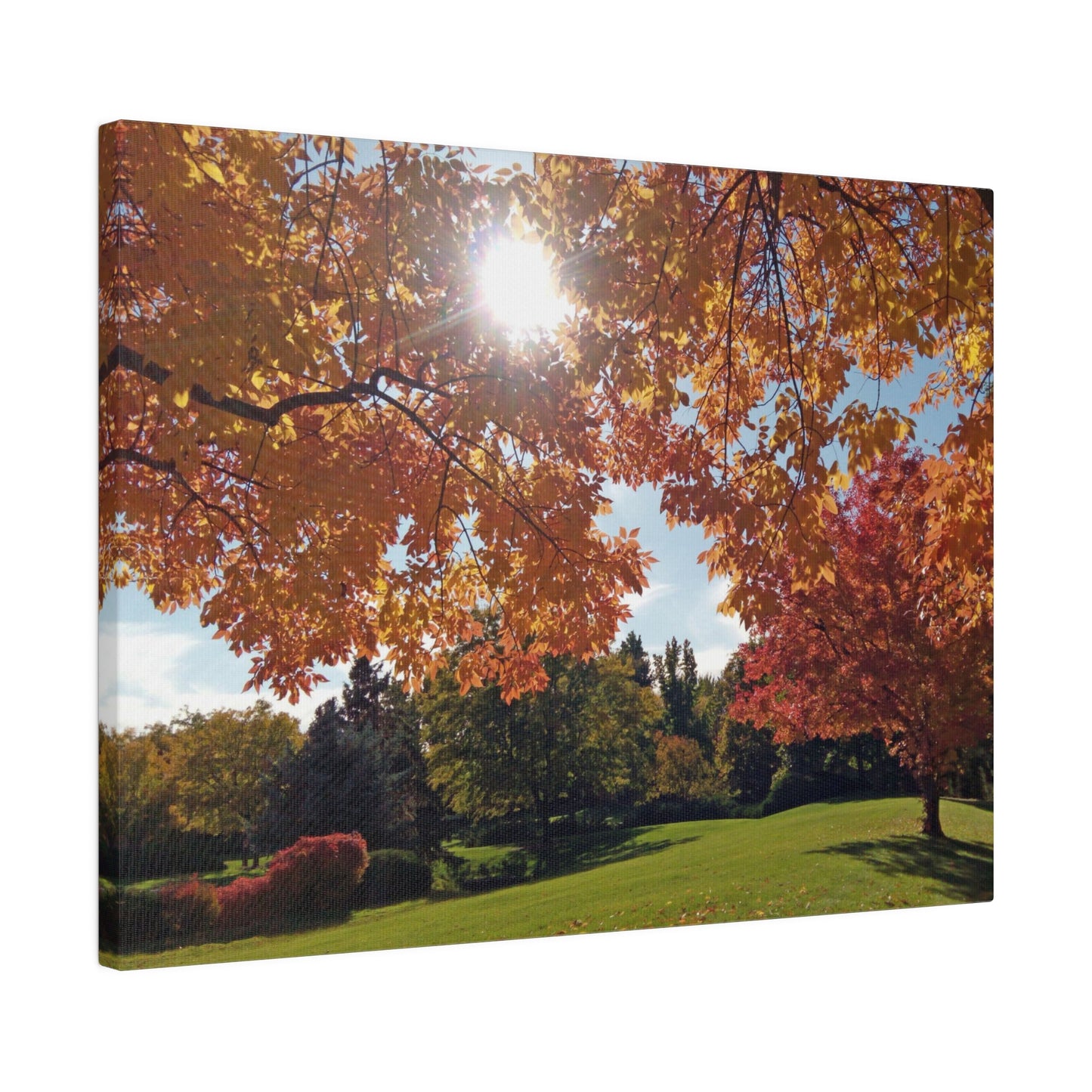 Autumn Light Matte Canvas