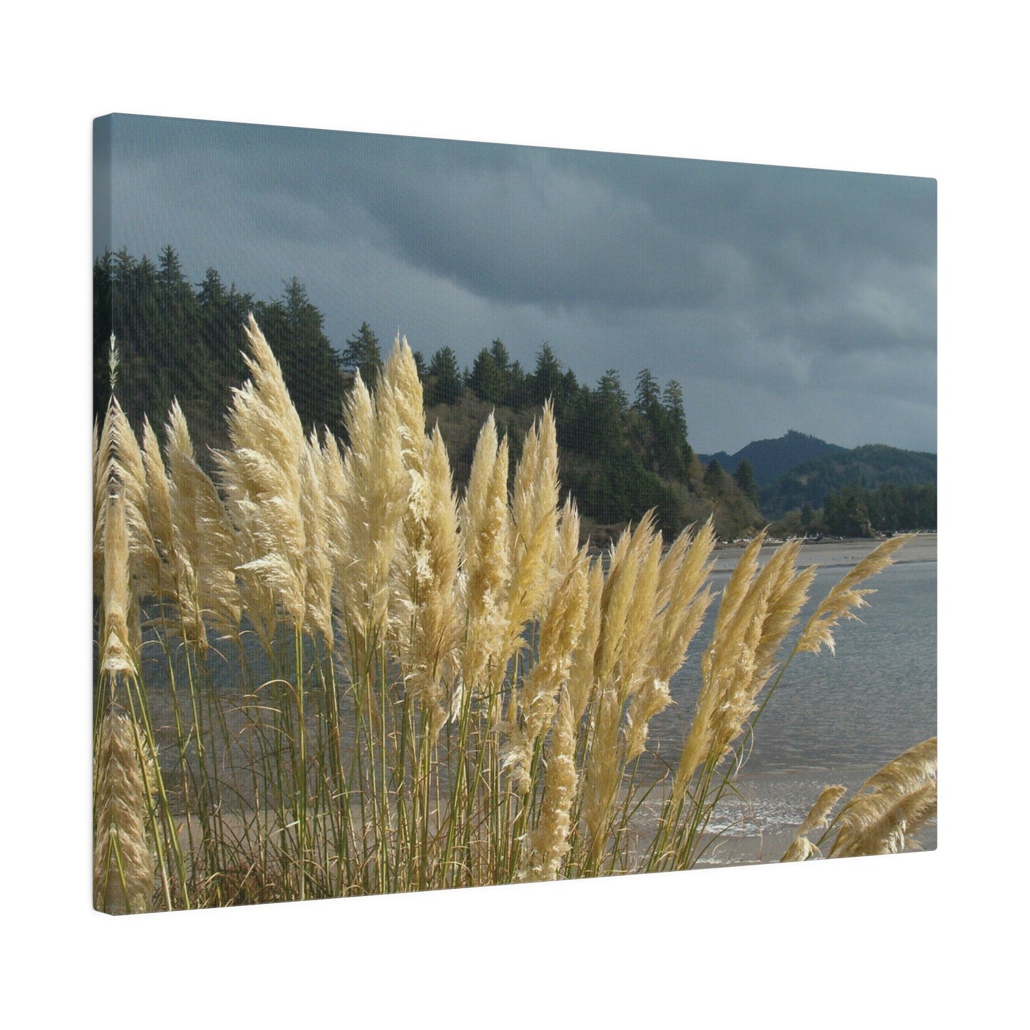 Golden Coastal Pampas Matte Canvas