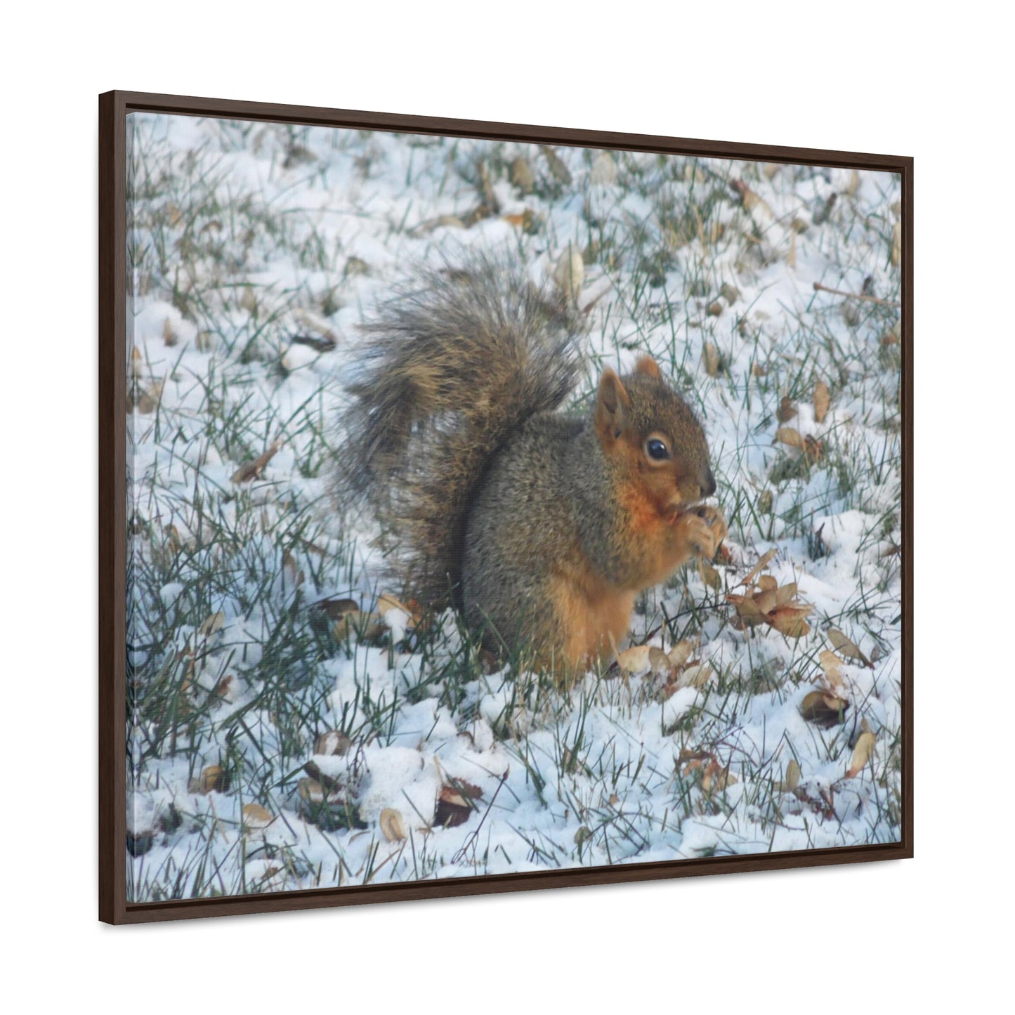 Winter Squirrel Gallery Canvas Wraps Framed