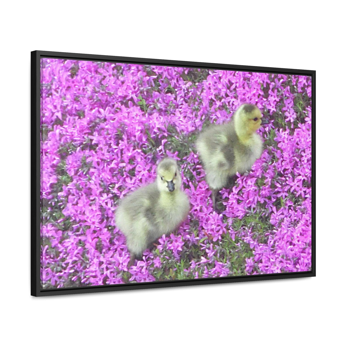 Precious Peeps Gallery Canvas Wraps Framed