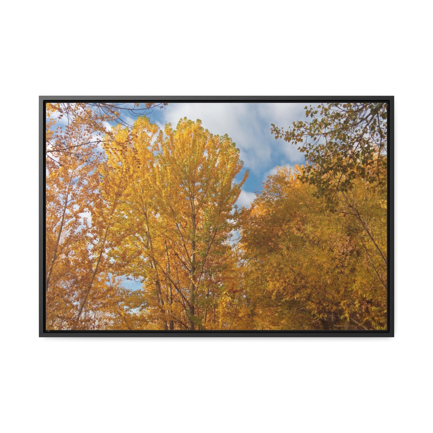 Autumn Gold Gallery Canvas Wraps Framed