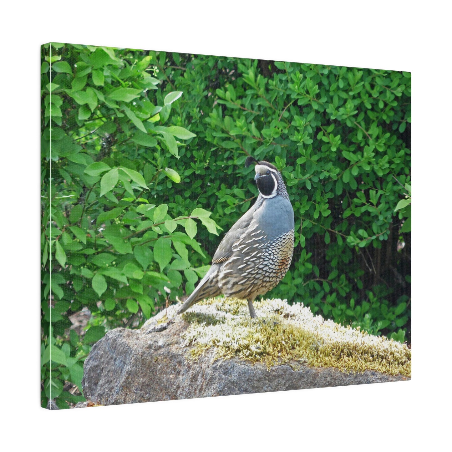 Regal Quail Matte Canvas