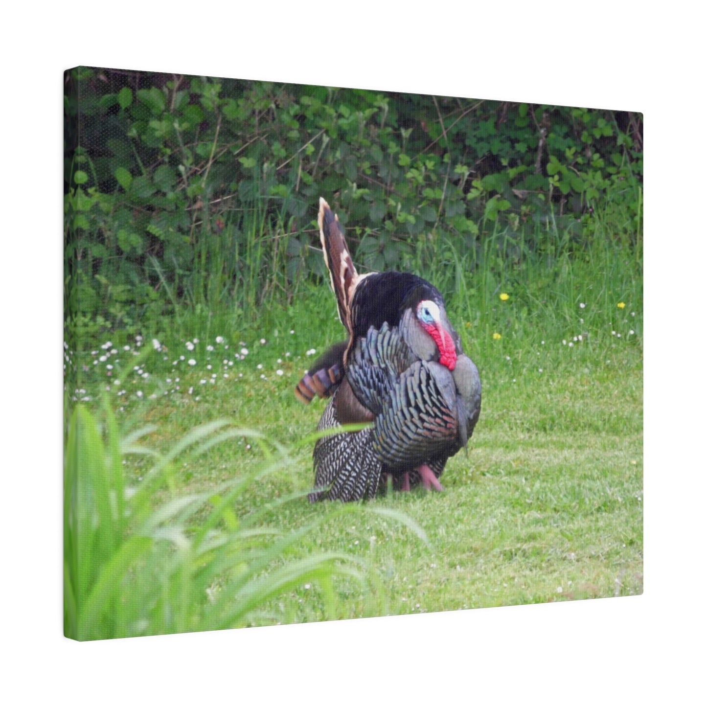 Turkey Trot Matte Canvas