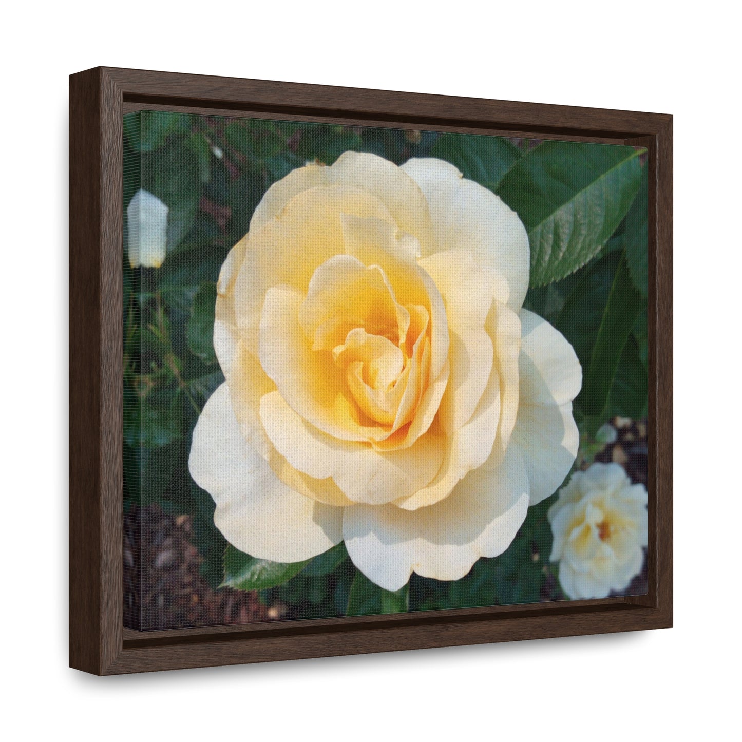 Cream Rose Gallery Canvas Wraps Framed