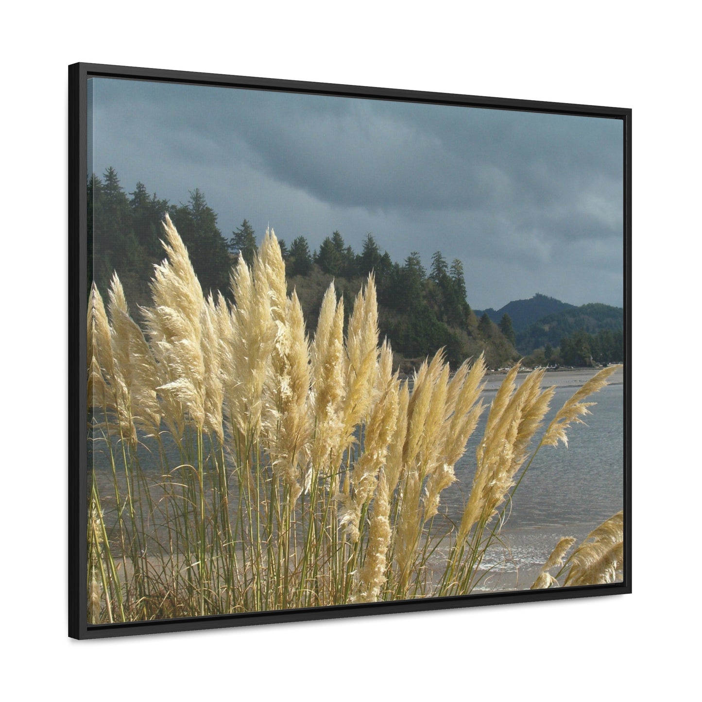 Golden Coastal Pampas Gallery Canvas Wraps Framed