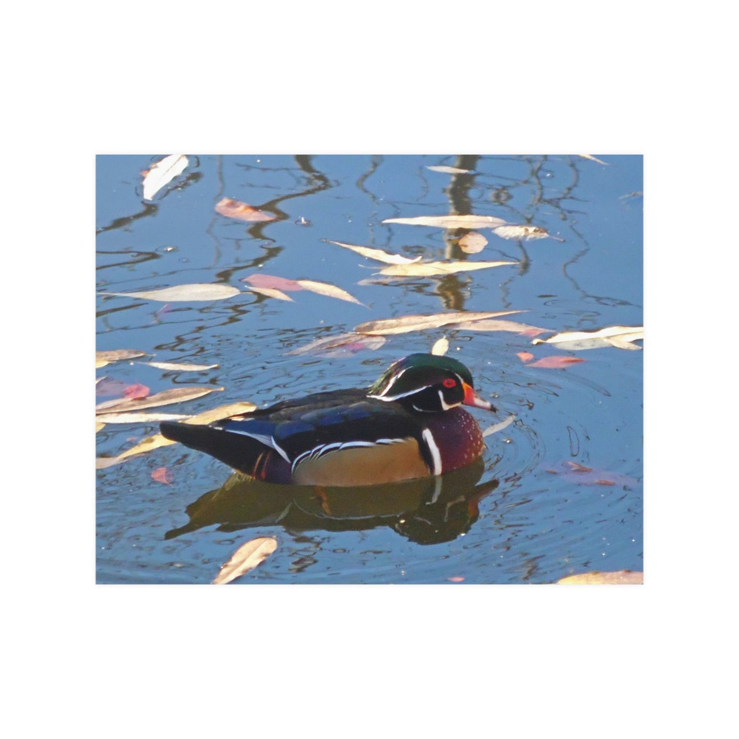 Autumn Wood Duck Satin Posters