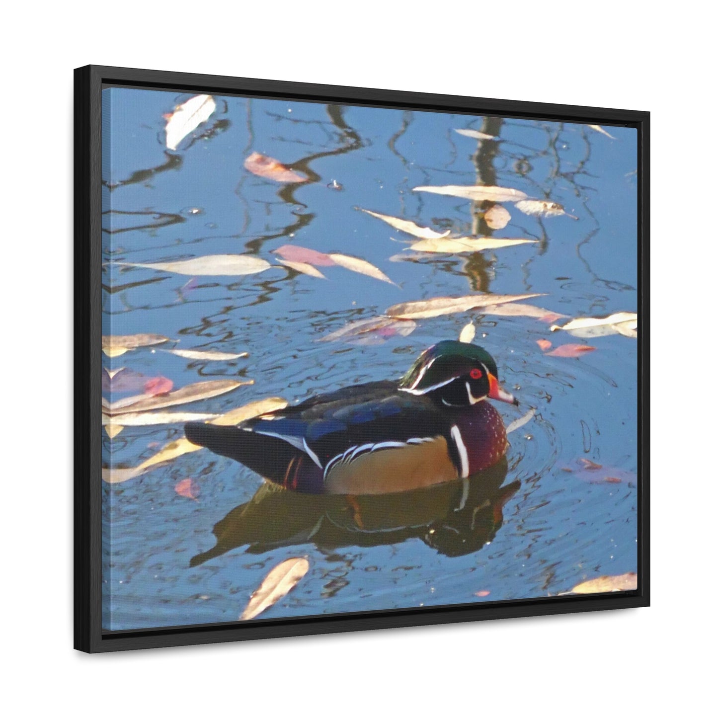 Autumn Wood Duck Gallery Canvas Wraps Framed