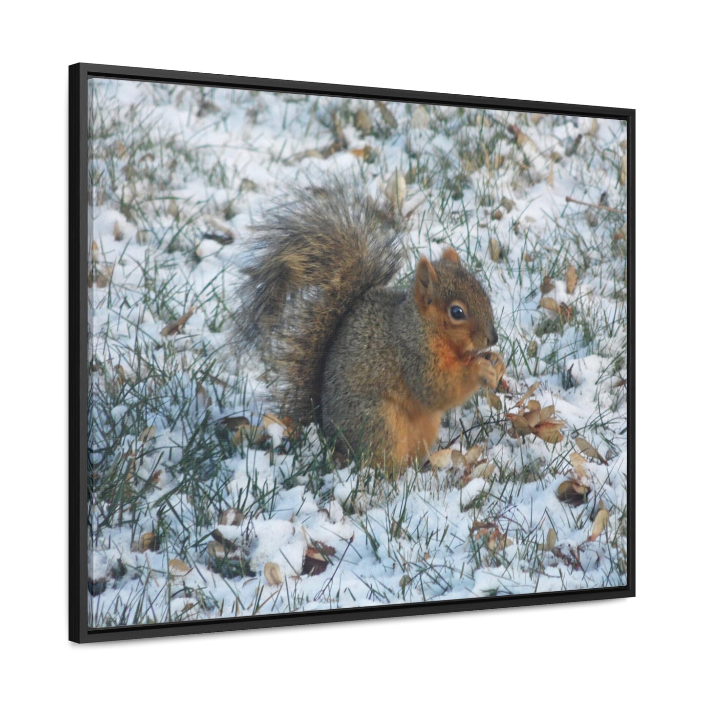 Winter Squirrel Gallery Canvas Wraps Framed