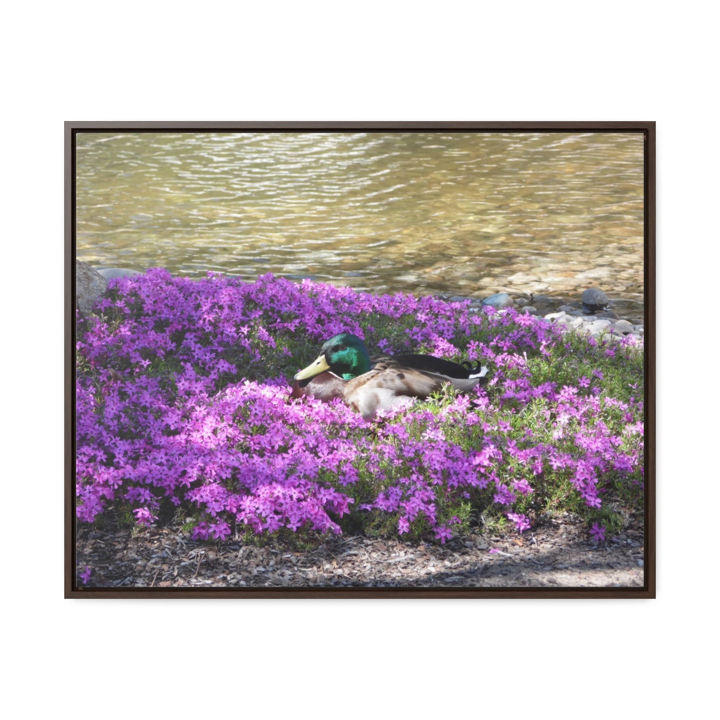 Duck Resting In Flowers Gallery Canvas Wraps Framed