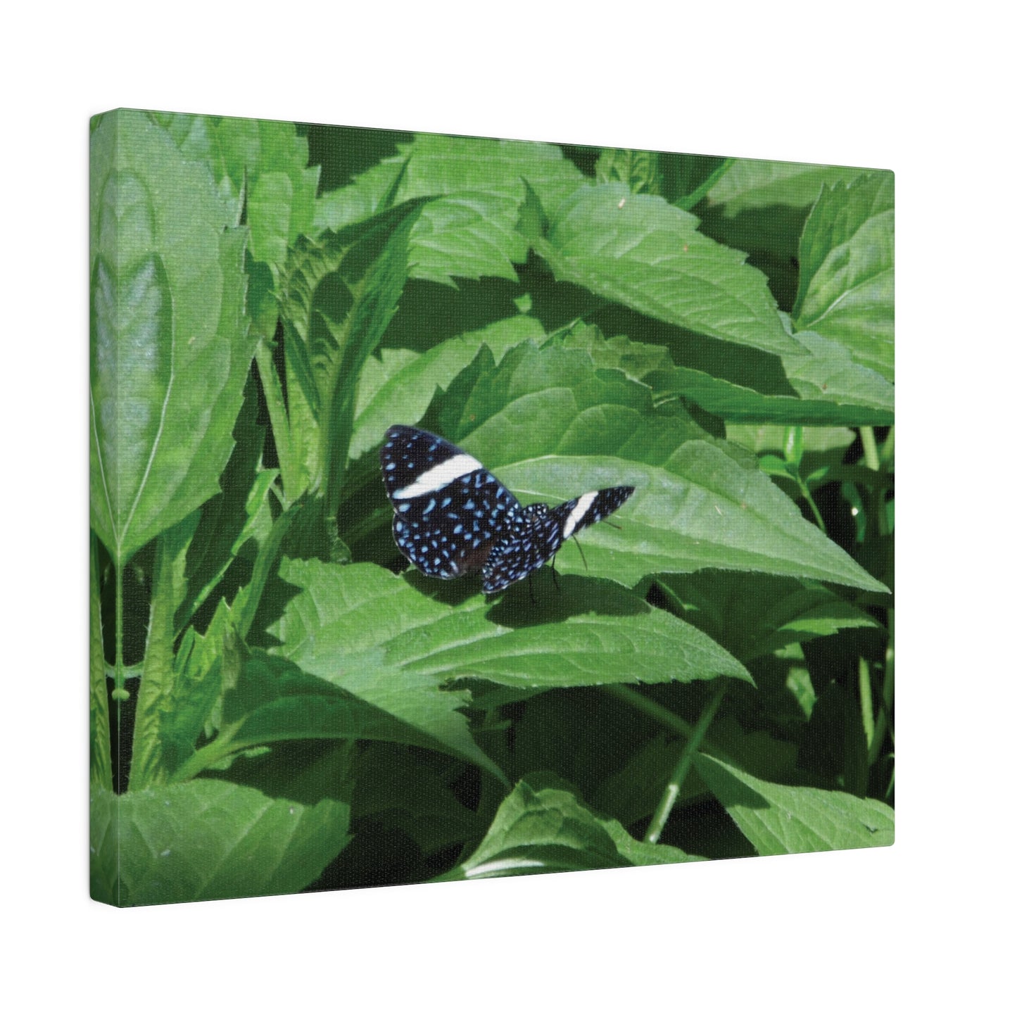Sapphire Butterfly Matte Canvas