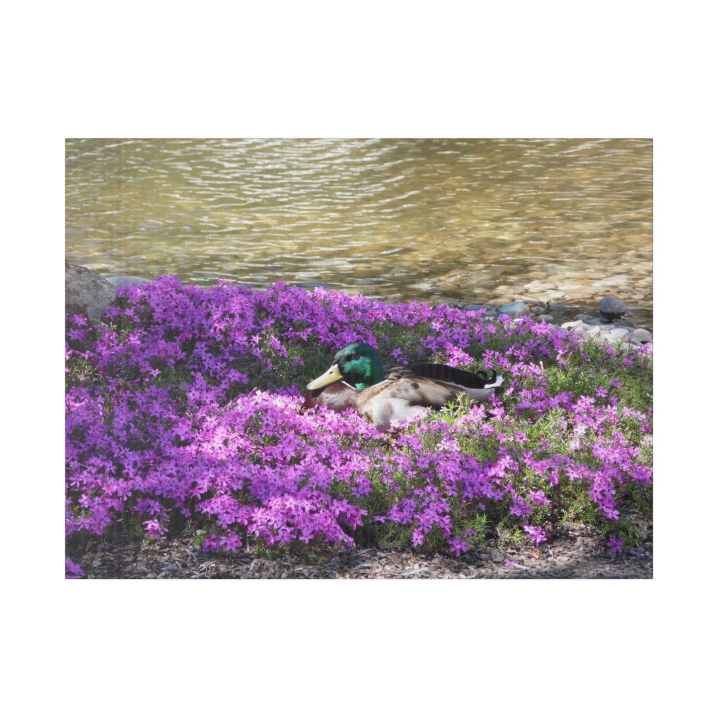 Duck Resting In Flowers Matte Canvas