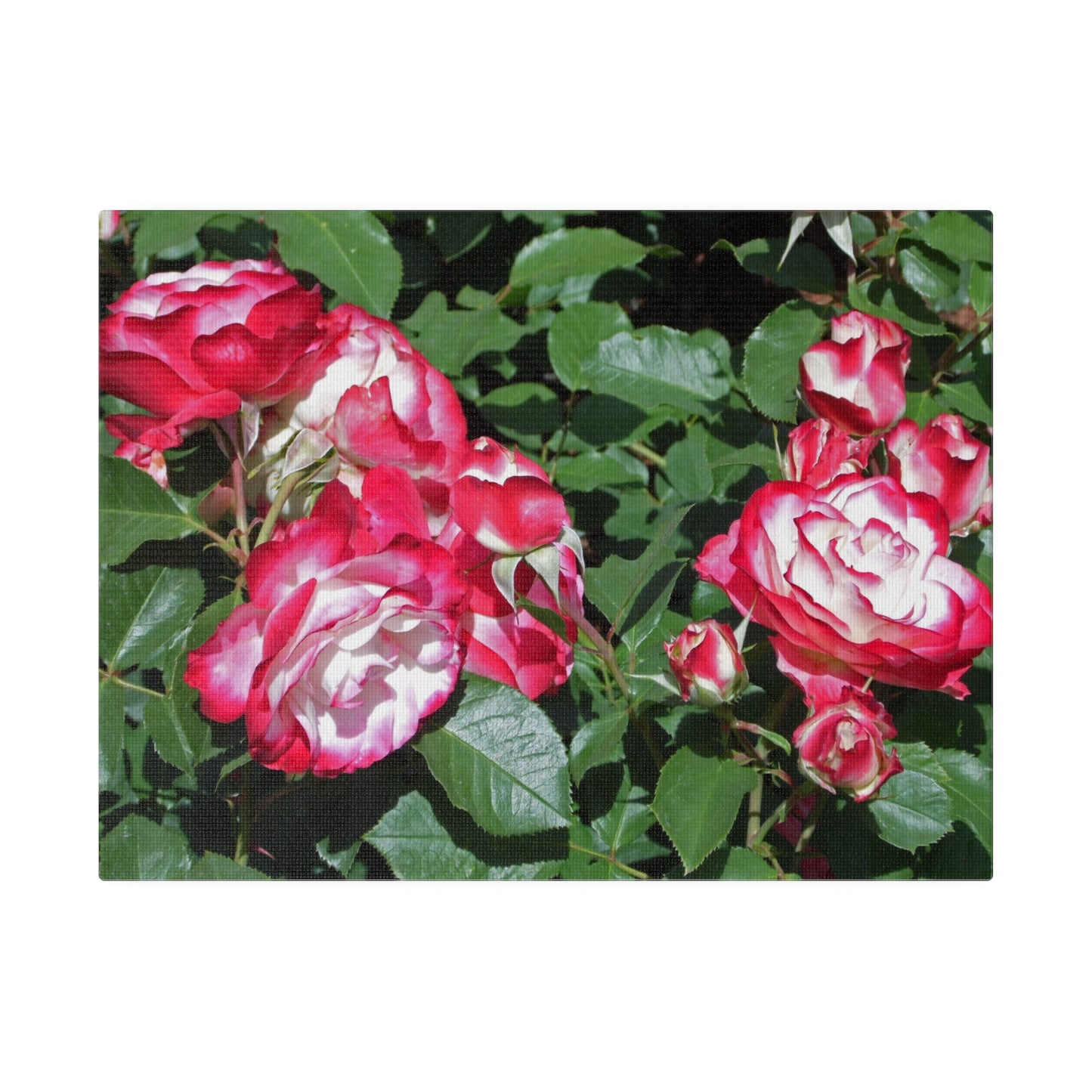Romantic Roses Matte Canvas