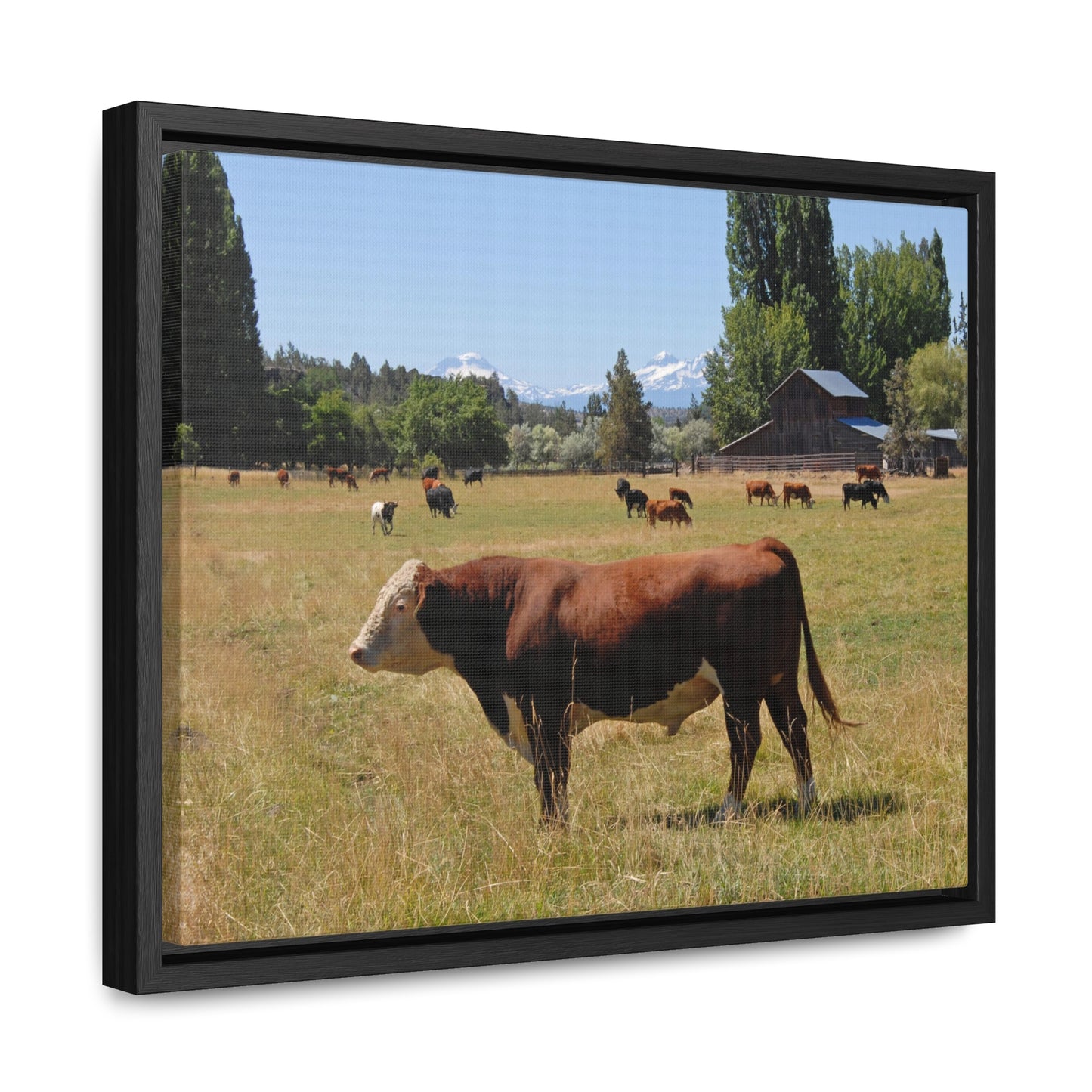 King Of The Pasture Gallery Canvas Wraps Framed