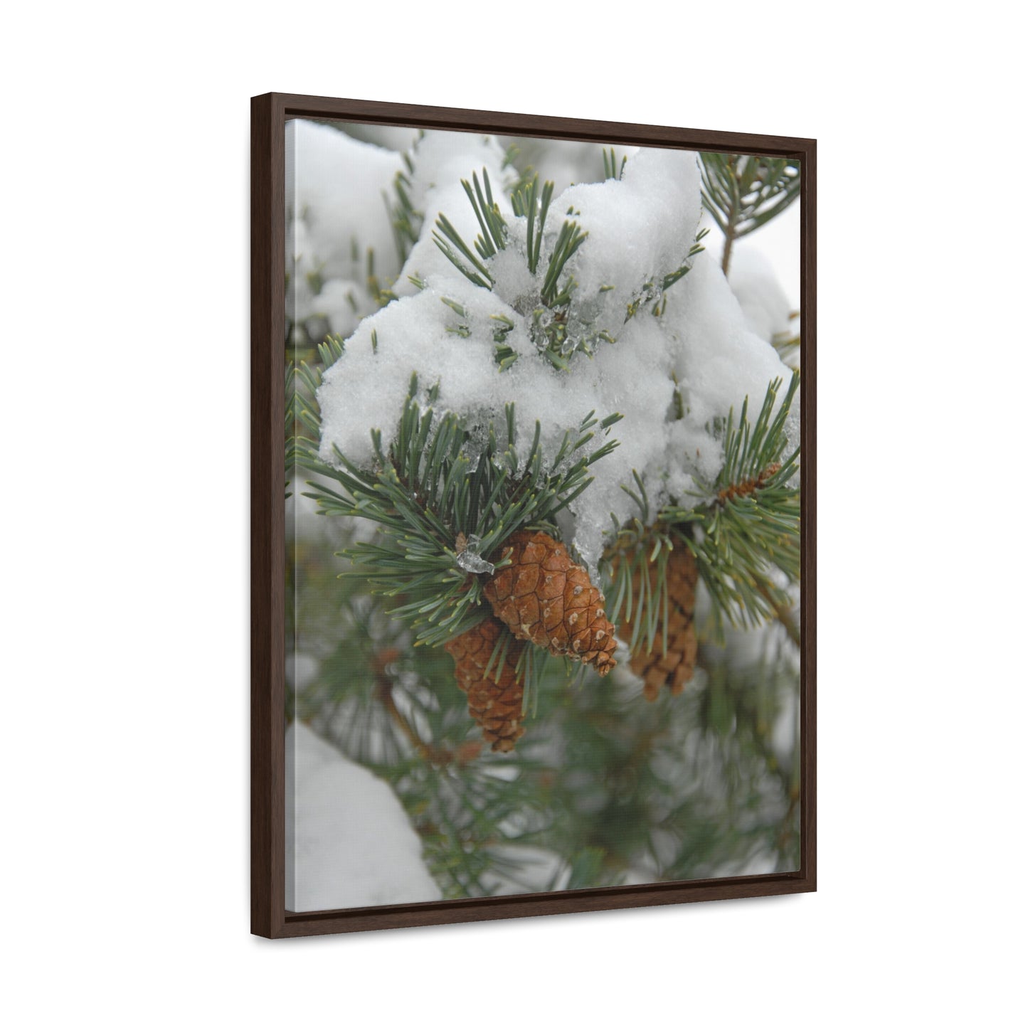 Snowy Fir Cones Gallery Canvas Wraps Framed