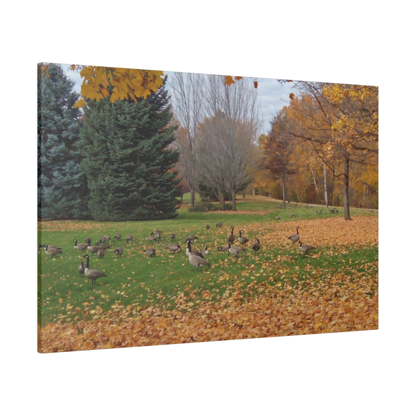 Autumn Geese Matte Canvas