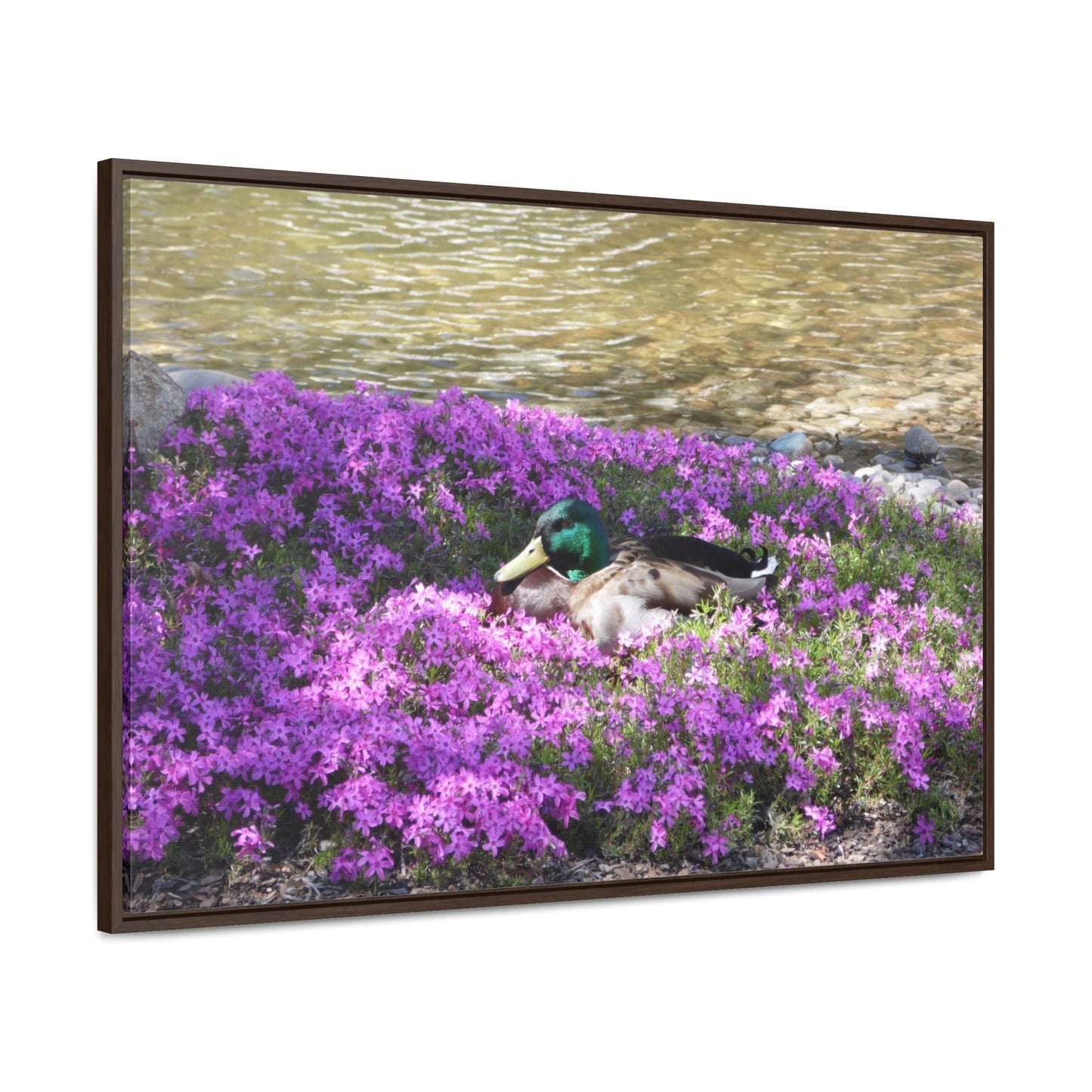 Duck Resting In Flowers Gallery Canvas Wraps Framed