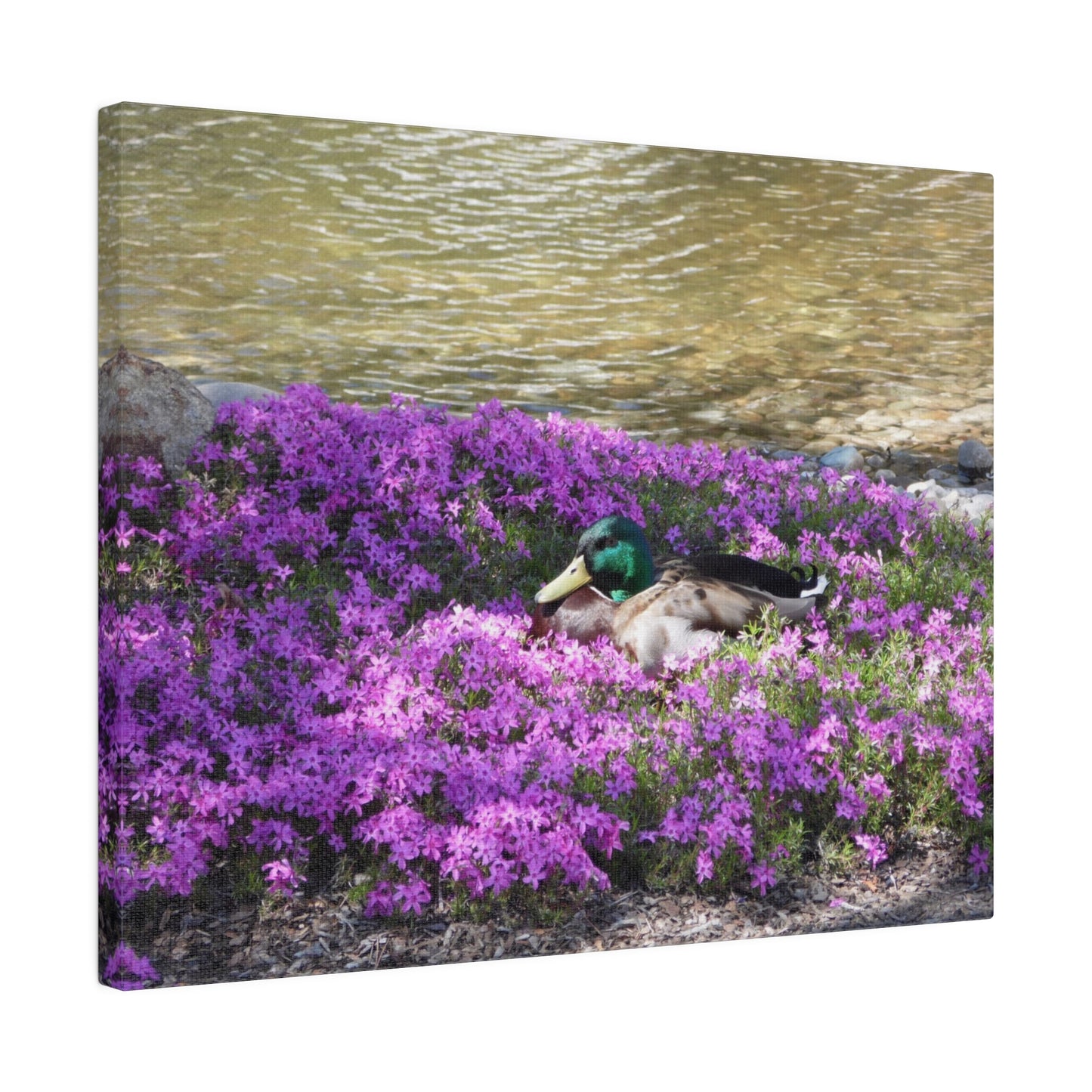 Duck Resting In Flowers Matte Canvas