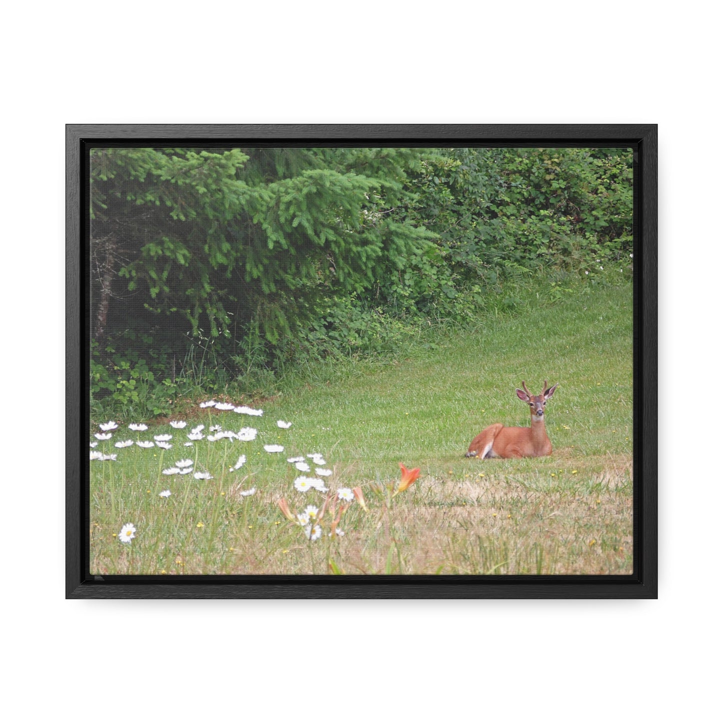 Peace In The Meadow Gallery Canvas Wraps Framed