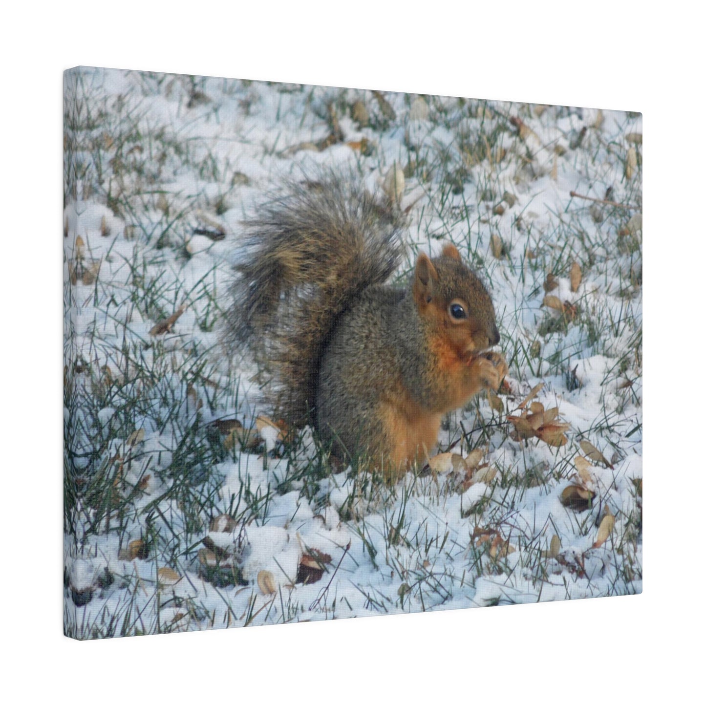 Winter Squirrel Matte Canvas